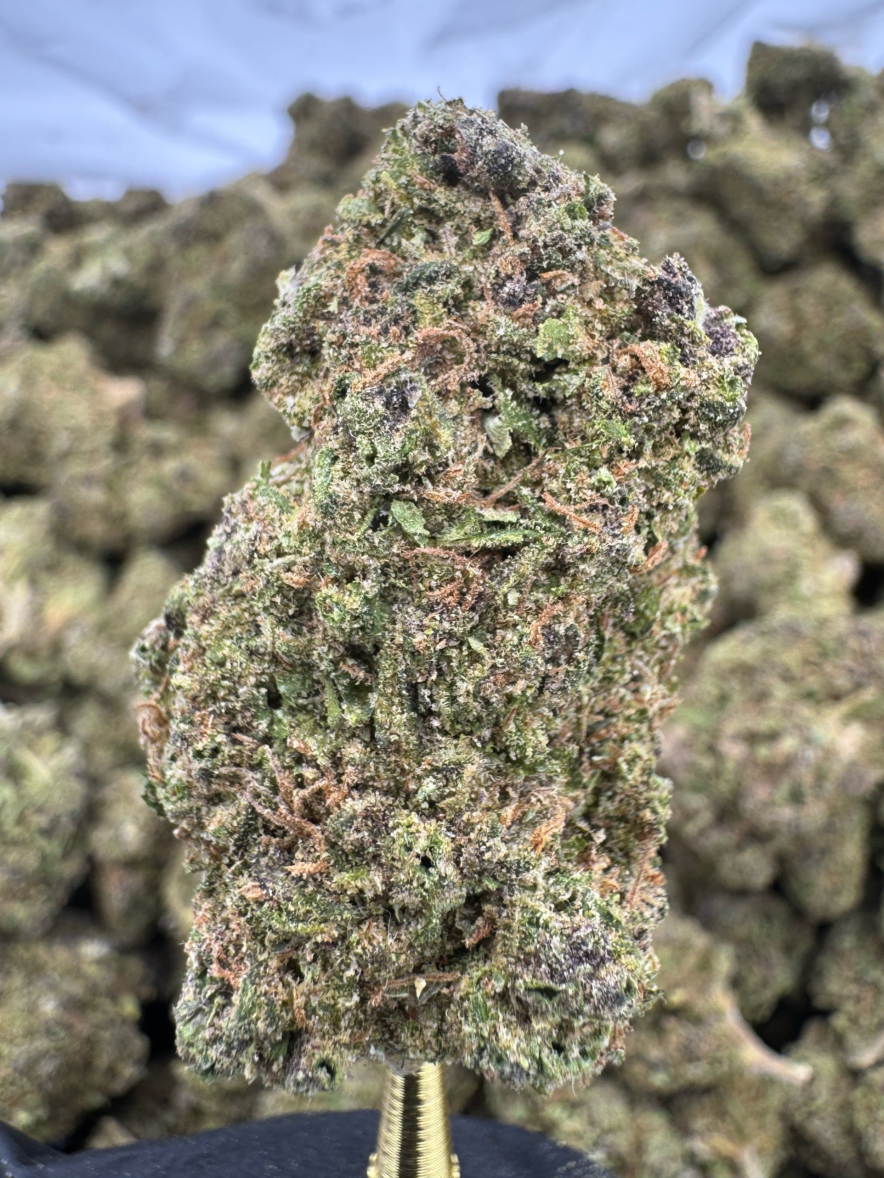 Spritzer - THCA BULK Flower - Greenhouse