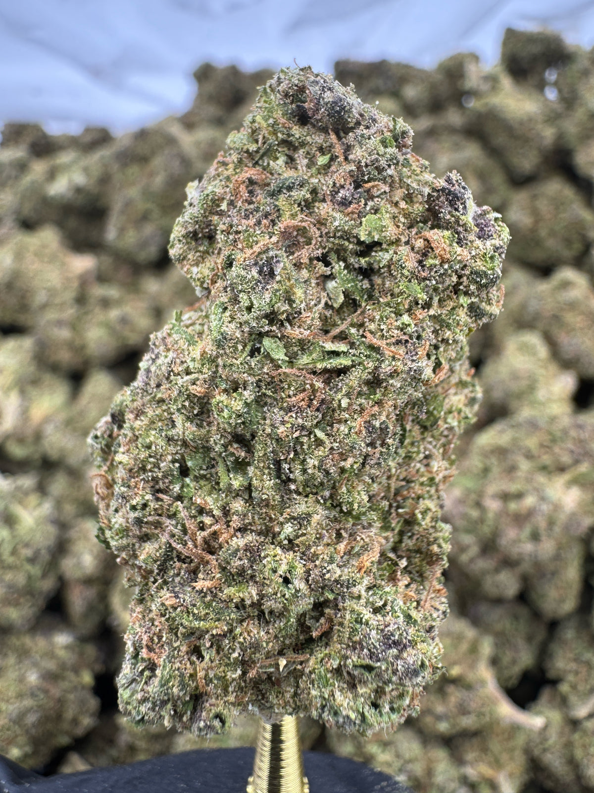 Spritzer - THCA BULK Flower - Greenhouse