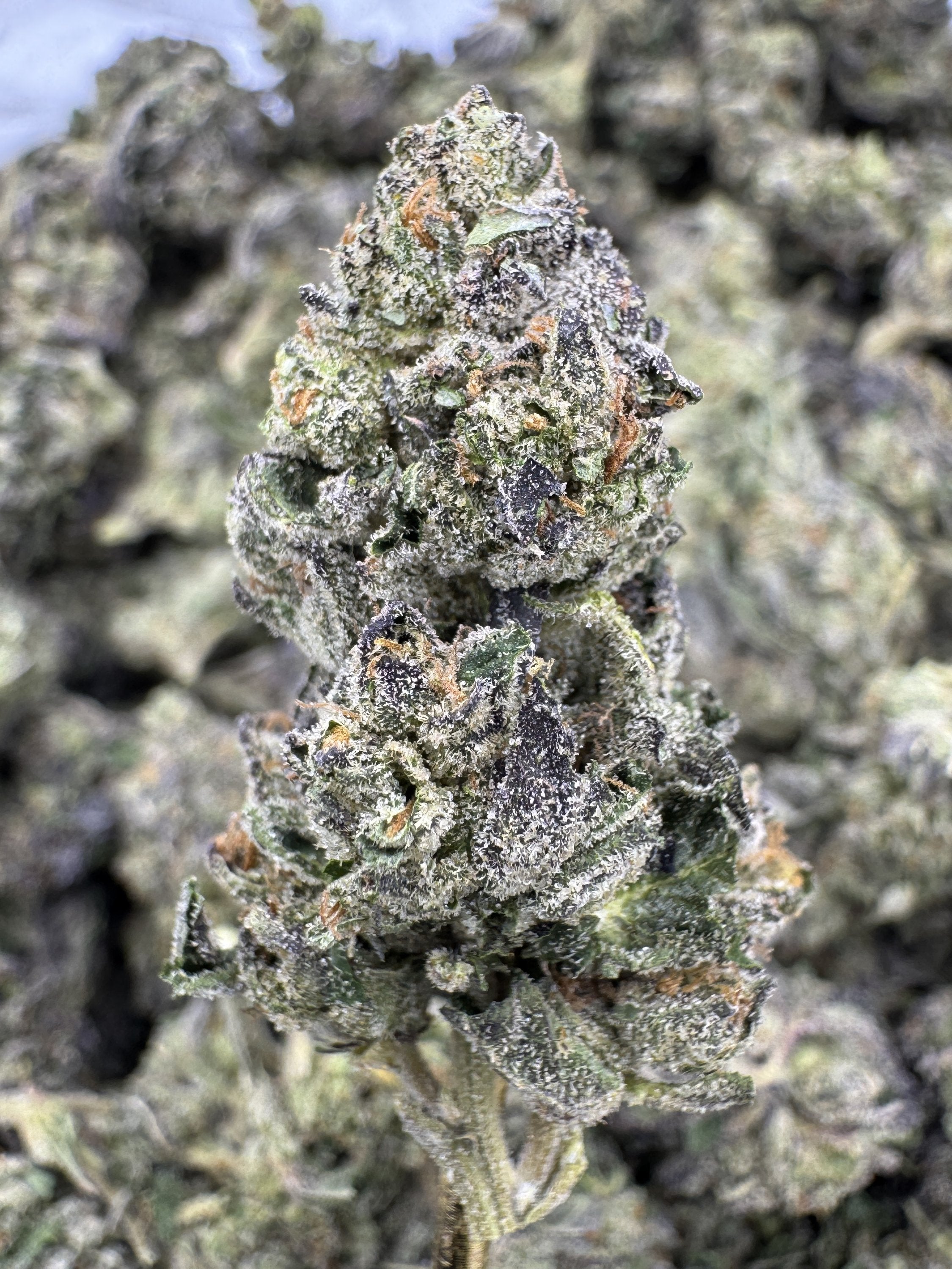 Stardawg - THCA BULK Flower - Greenhouse