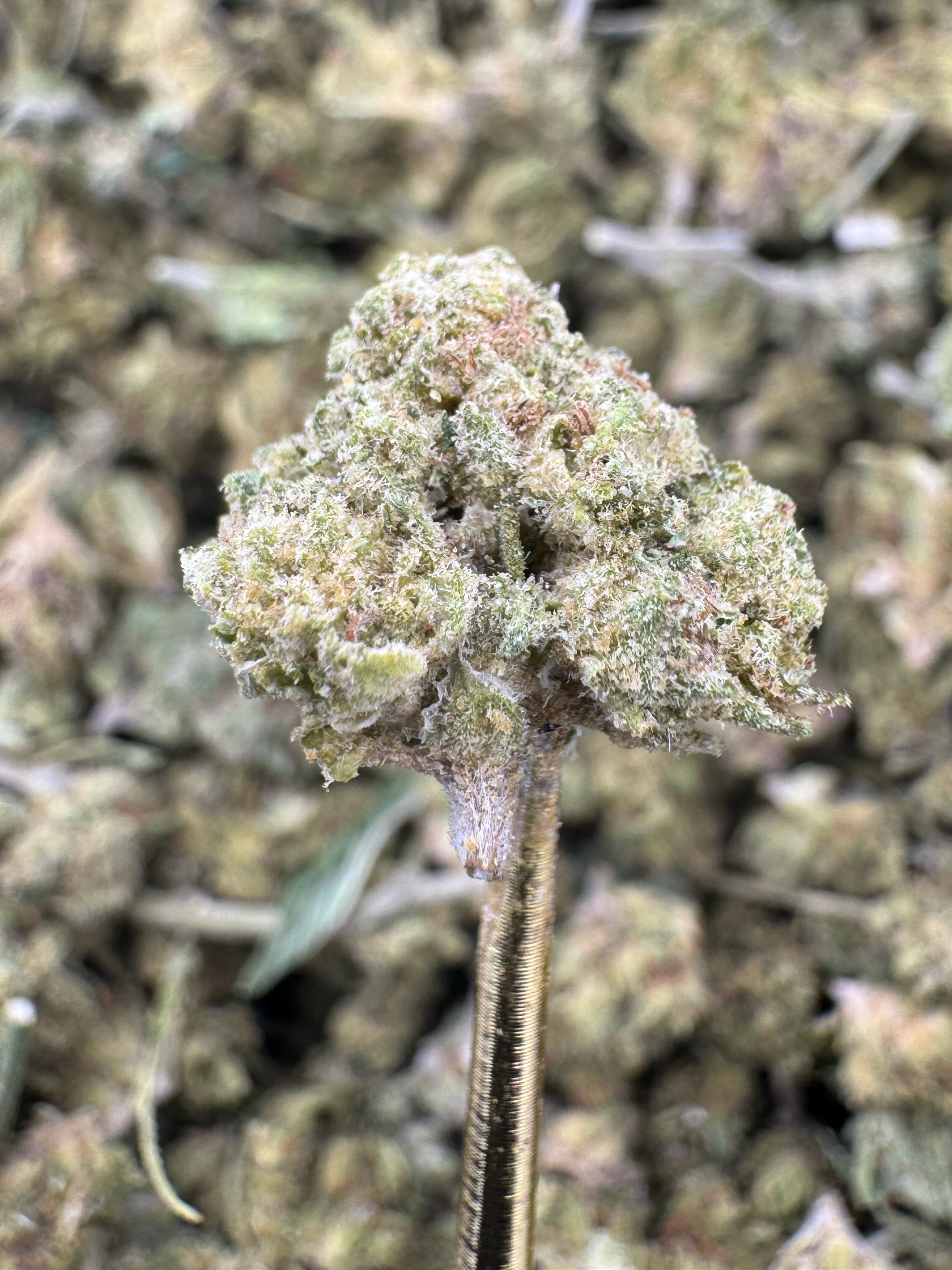 Stardawg - THCA Flower - Sungrown Gold Nuggets
