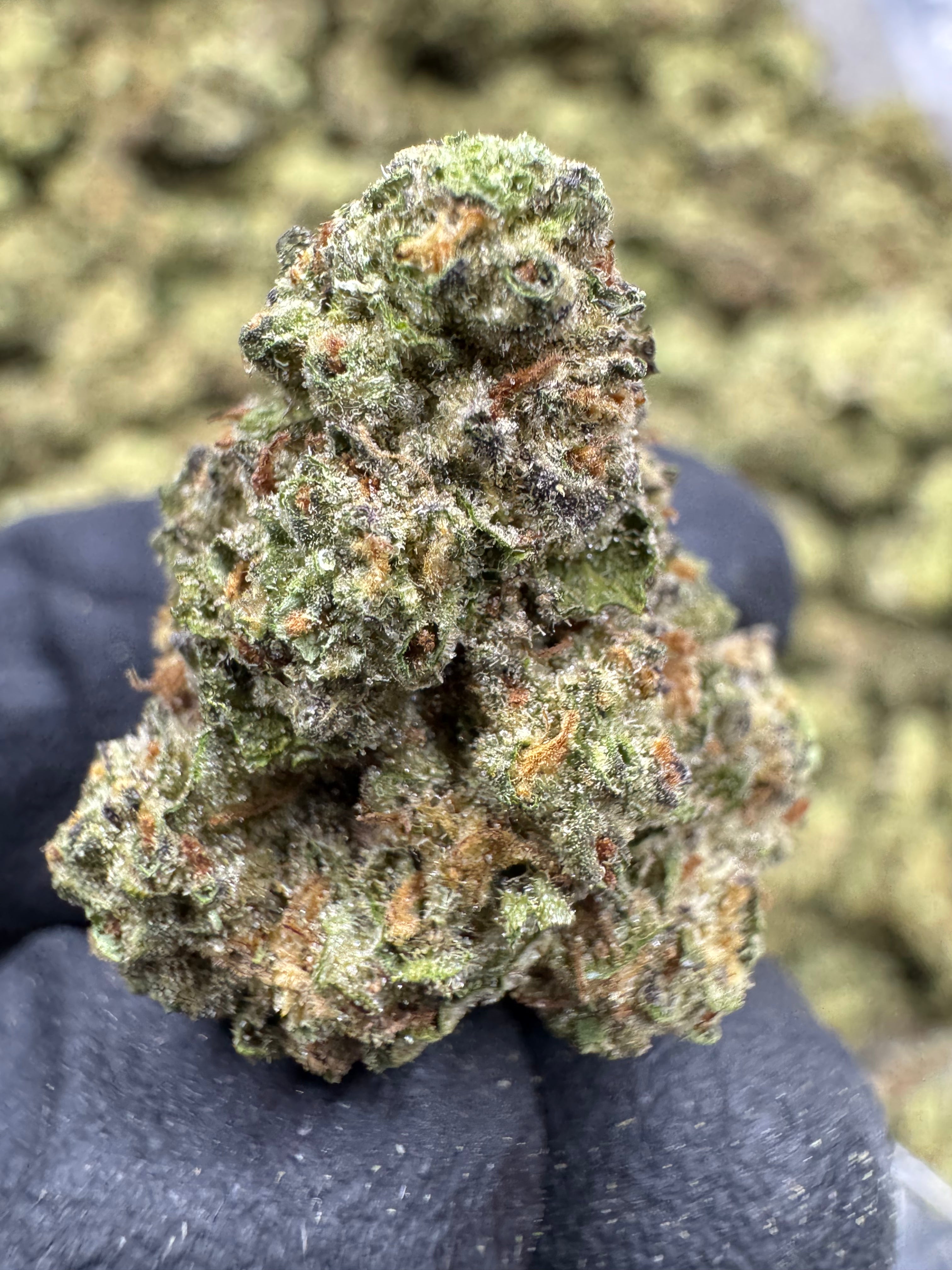 Strawberry Champagne - THCA BULK Flower - Sungrown
