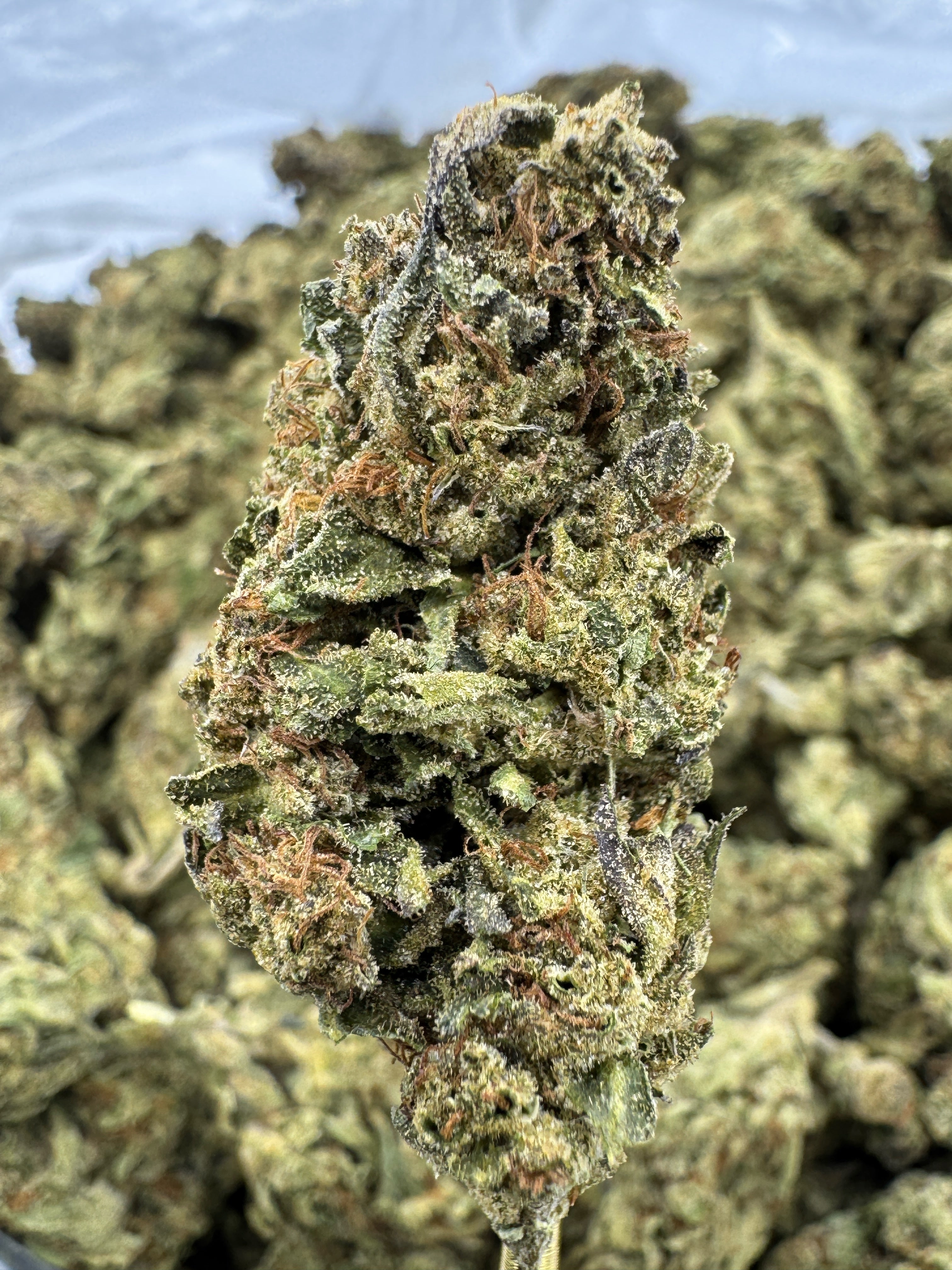 Strawberry Cough - THCA BULK Flower - Sungrown