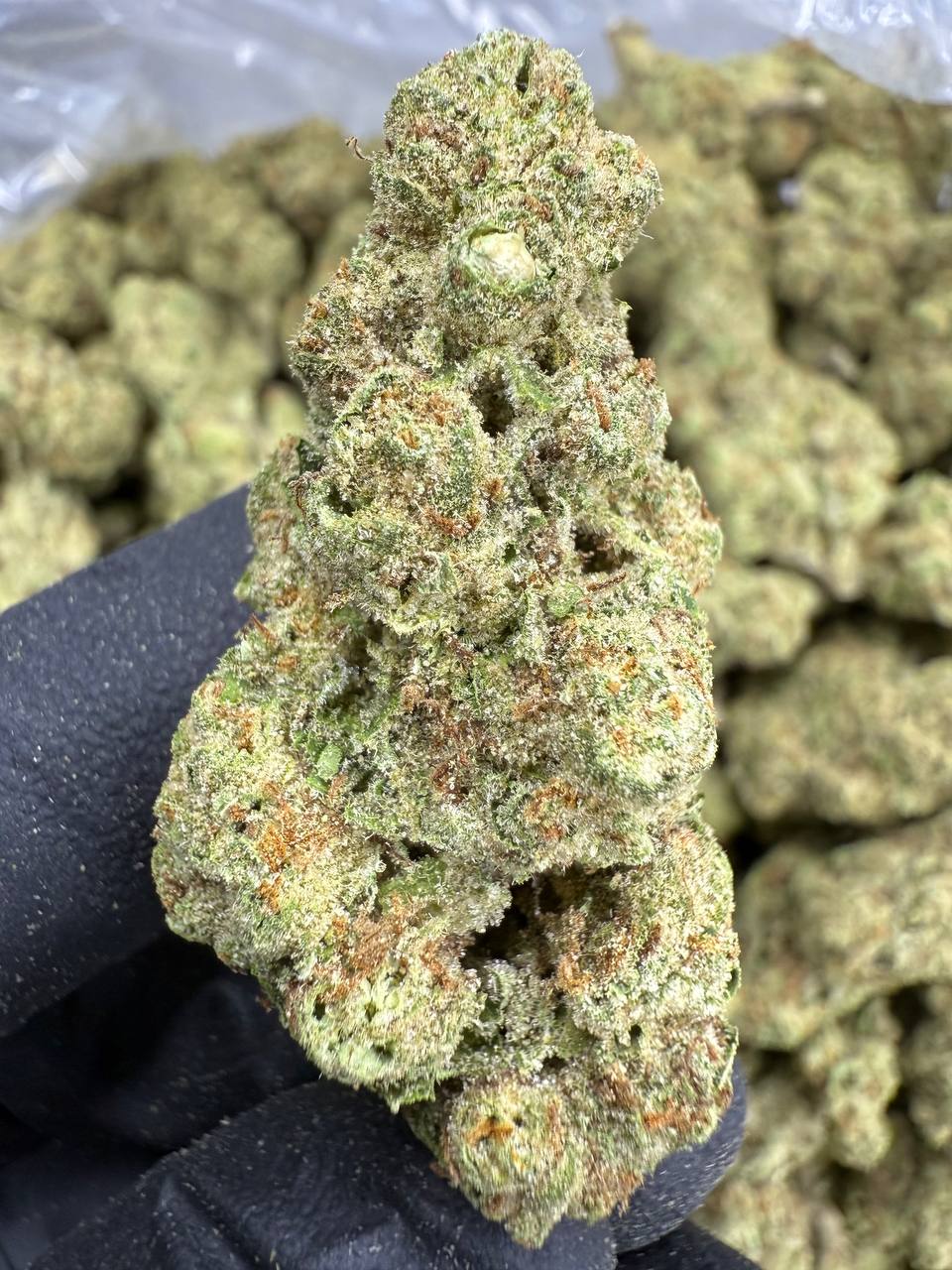 Strawberry Cough - THCA BULK Flower - Greenhouse