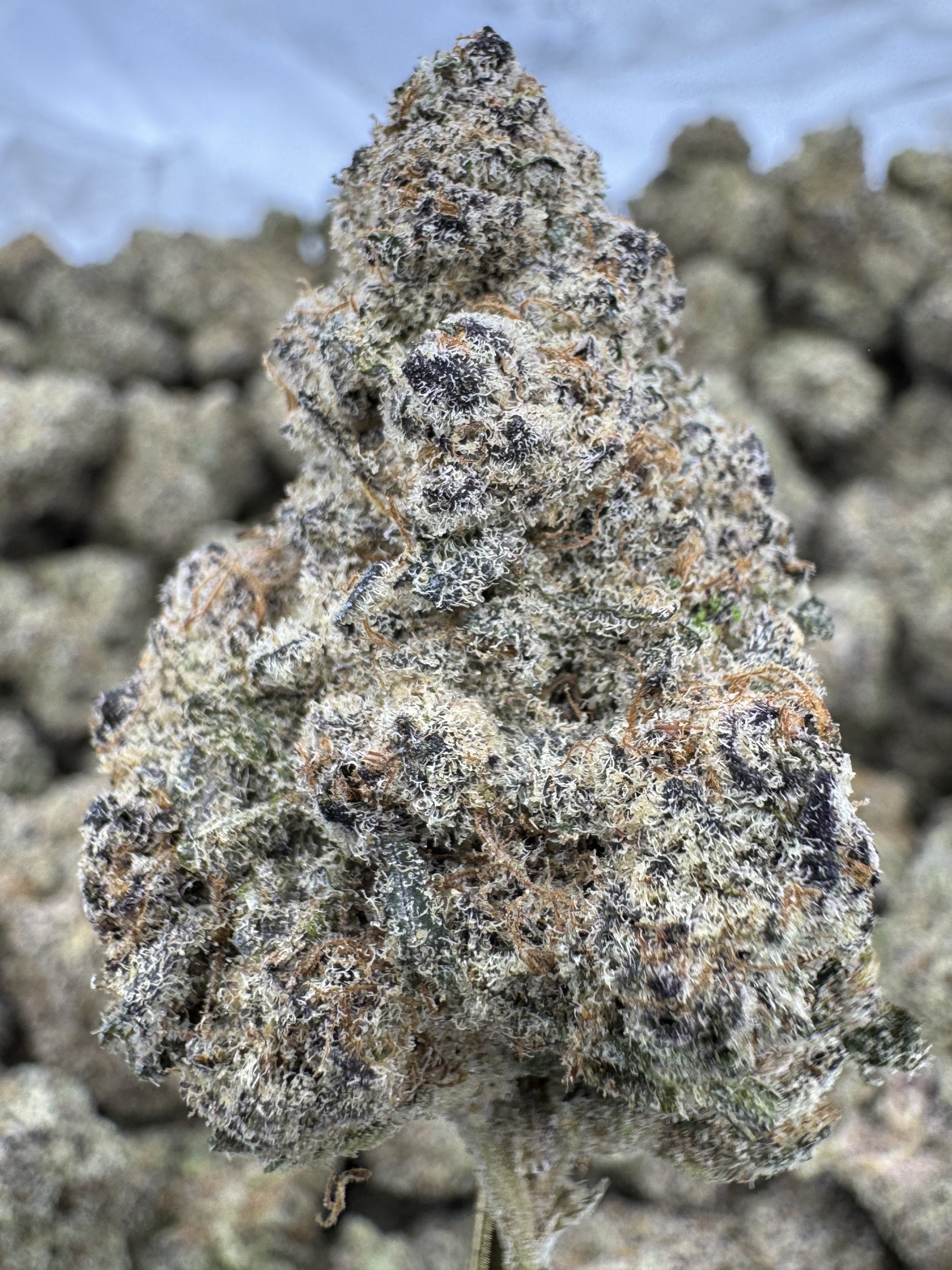 Sub Zero - THCA BULK Flower - Indoor Exotic