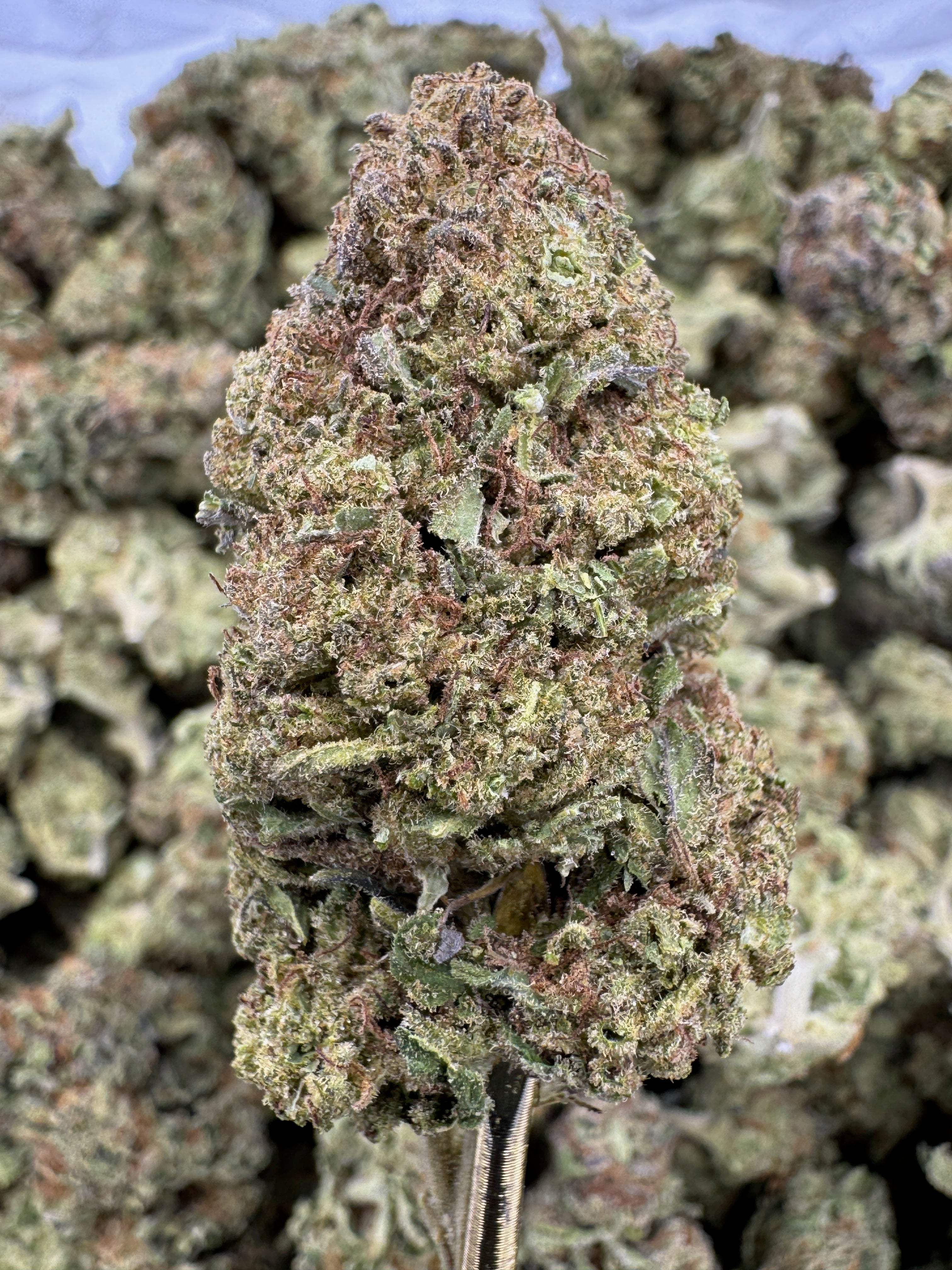 Sundae Driver - THCA Flower - Greenhouse Top Cut