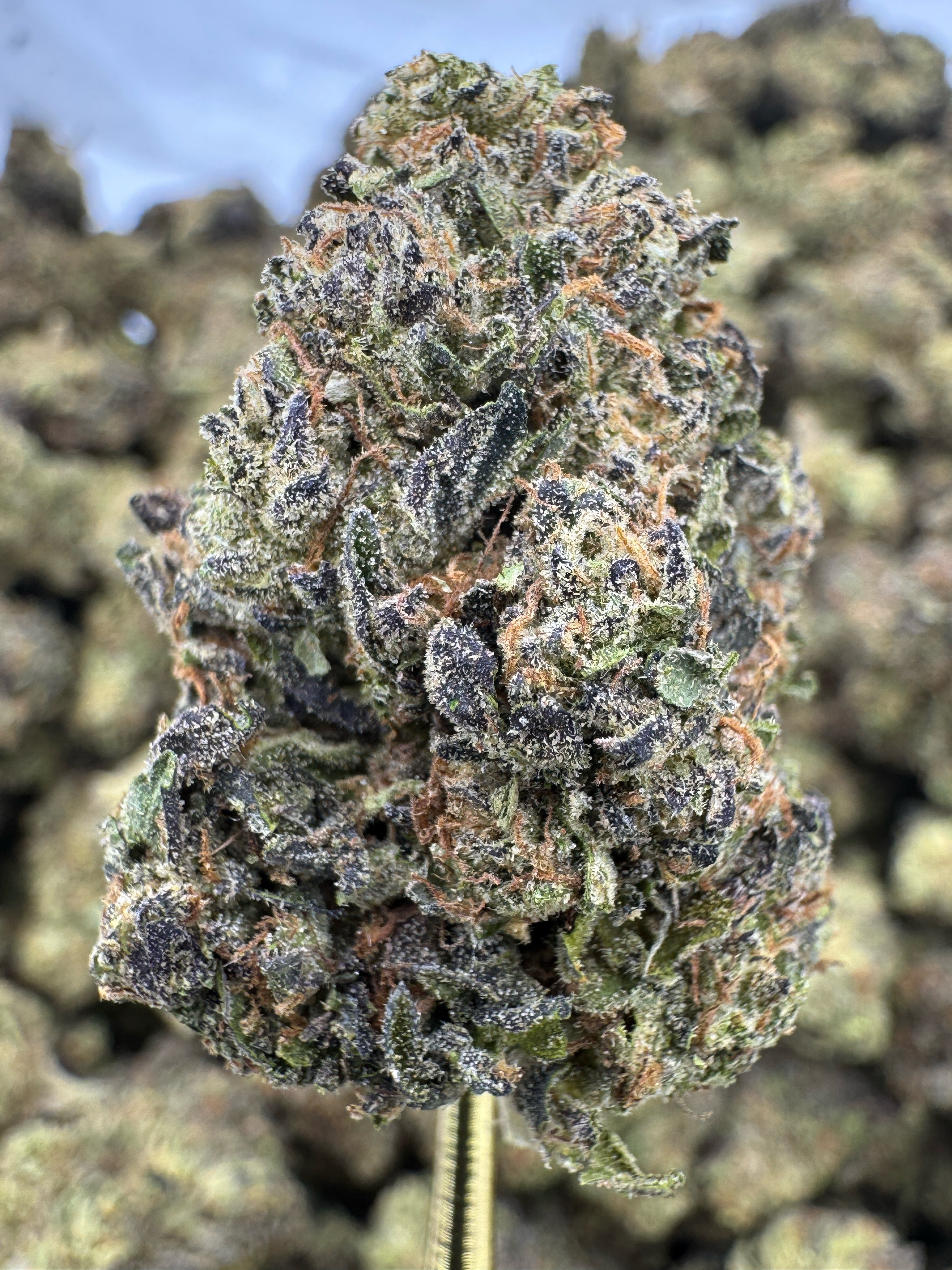 Sundae Driver - THCA BULK Flower - Greenhouse