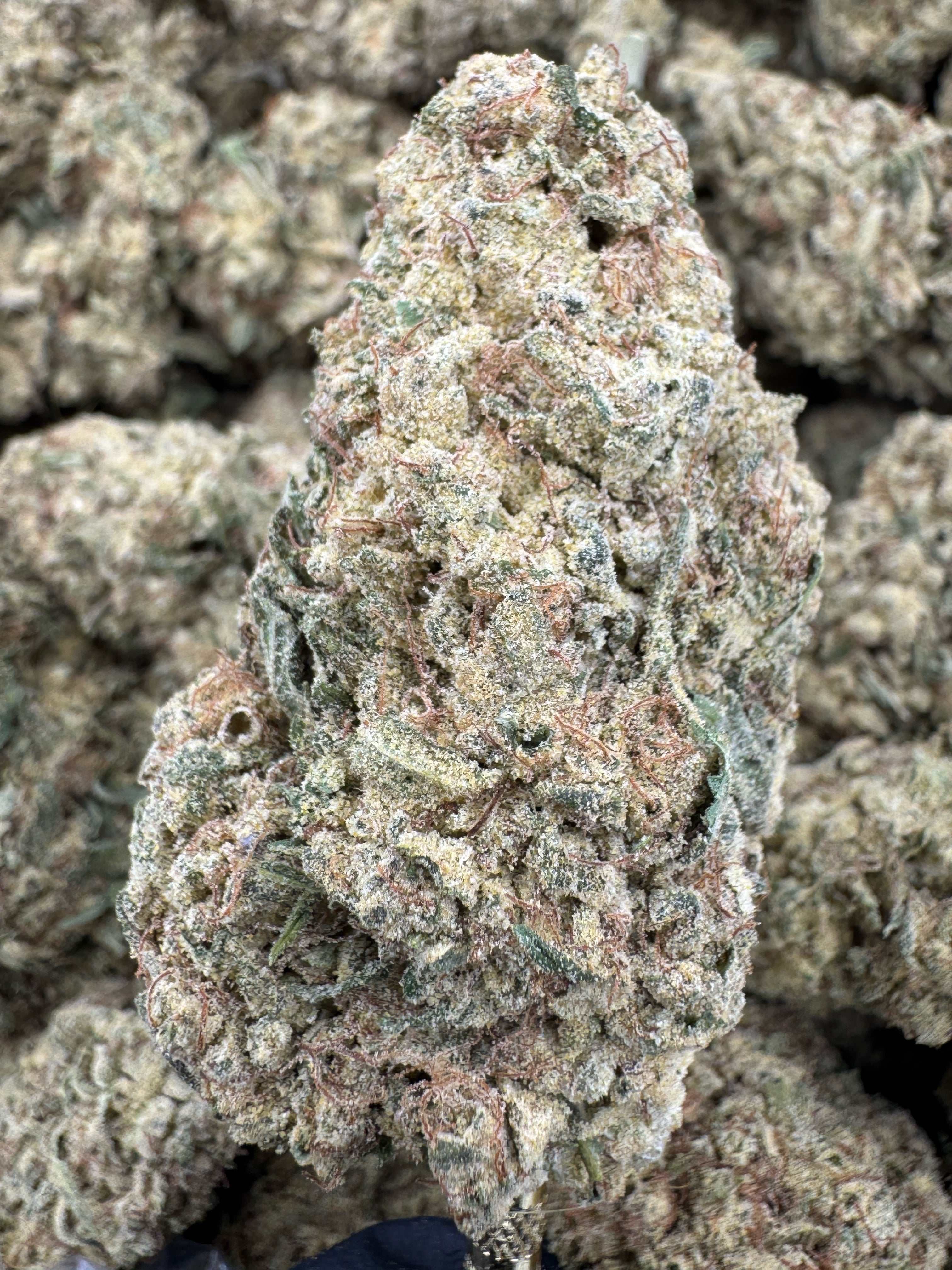 Sundae Driver  - THCP BULK Flower - Greenhouse