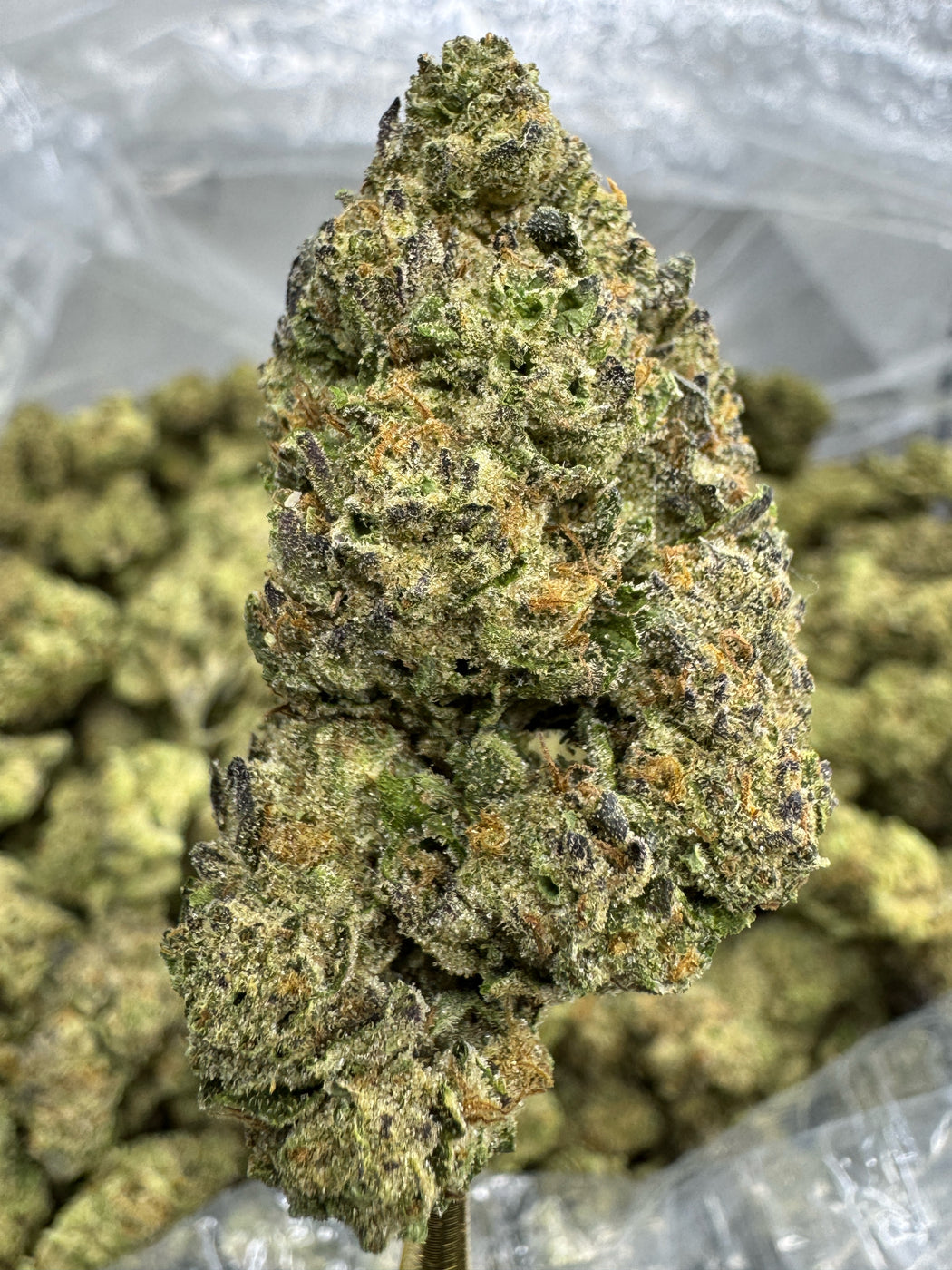 Sundae Driver - THCA BULK FLOWER - TOP SHELF