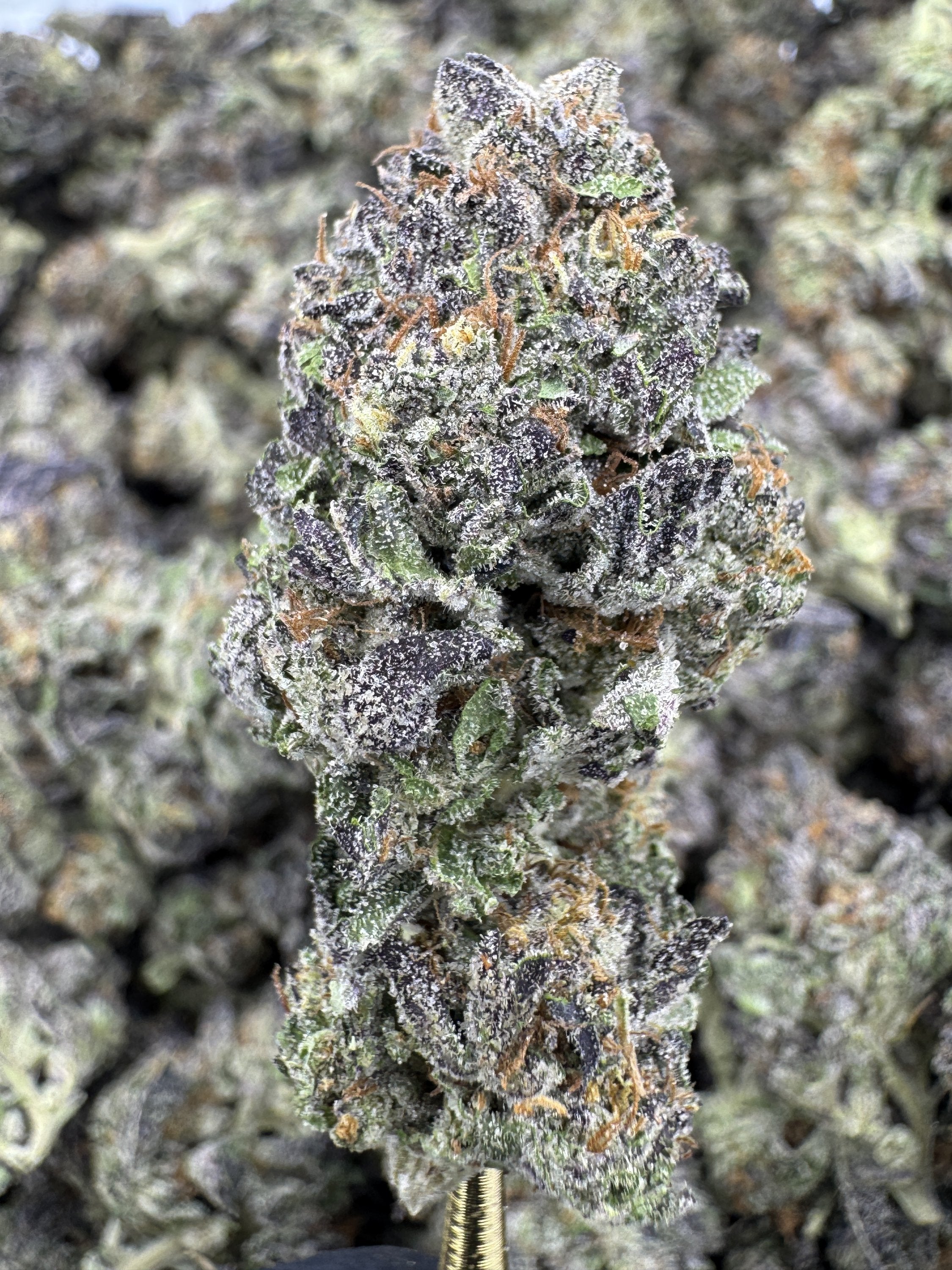 Sunset Sherbet - THCA BULK Flower - Indoor