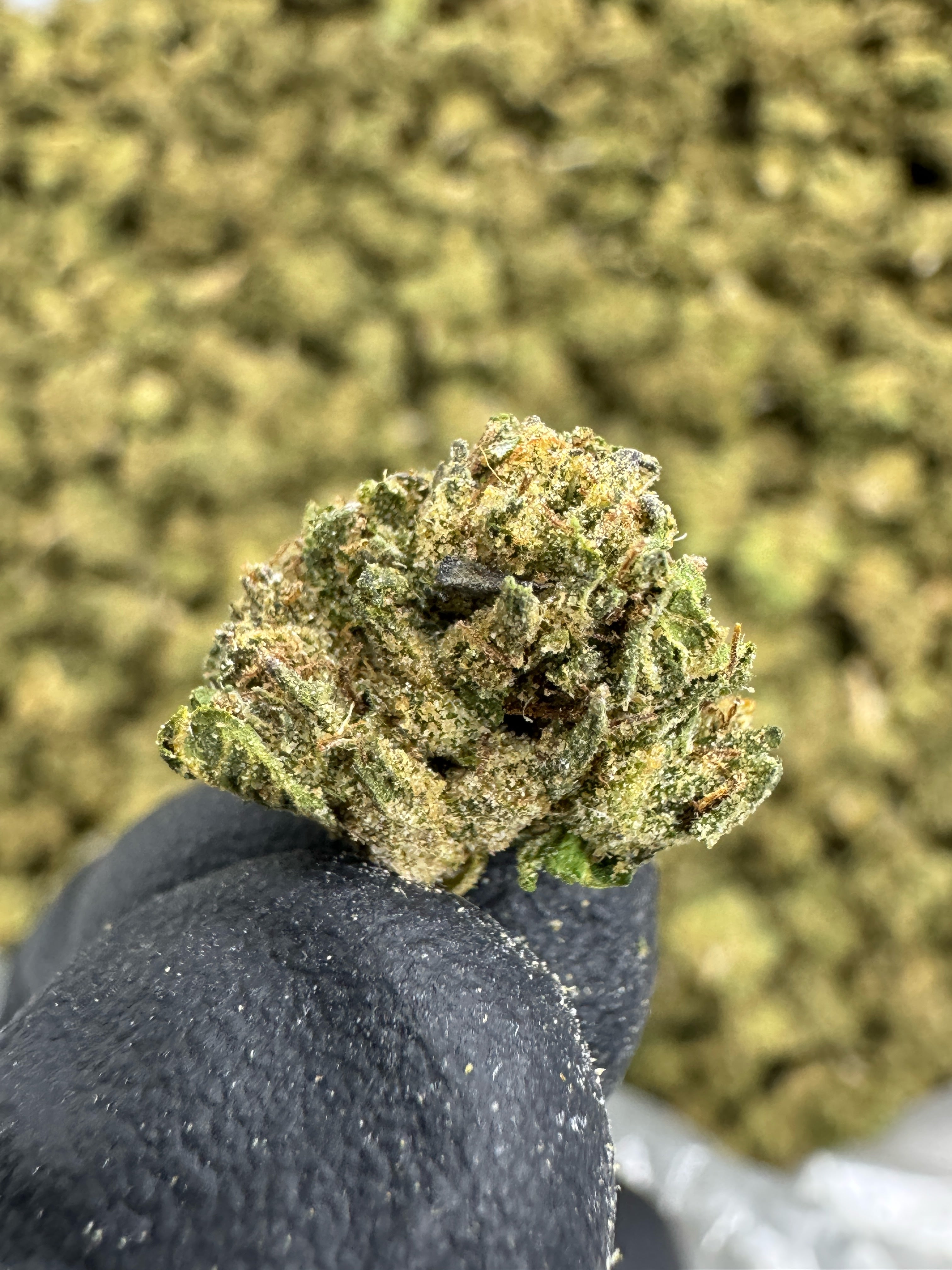 Sunset Sherbet - THCA BULK Flower - Sungrown Smalls