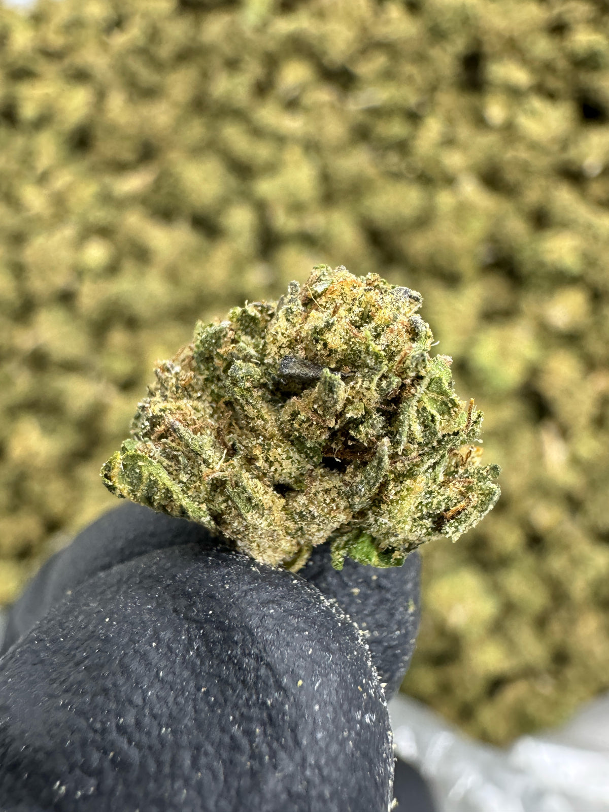Sunset Sherbet - THCA BULK Flower - Sungrown Smalls