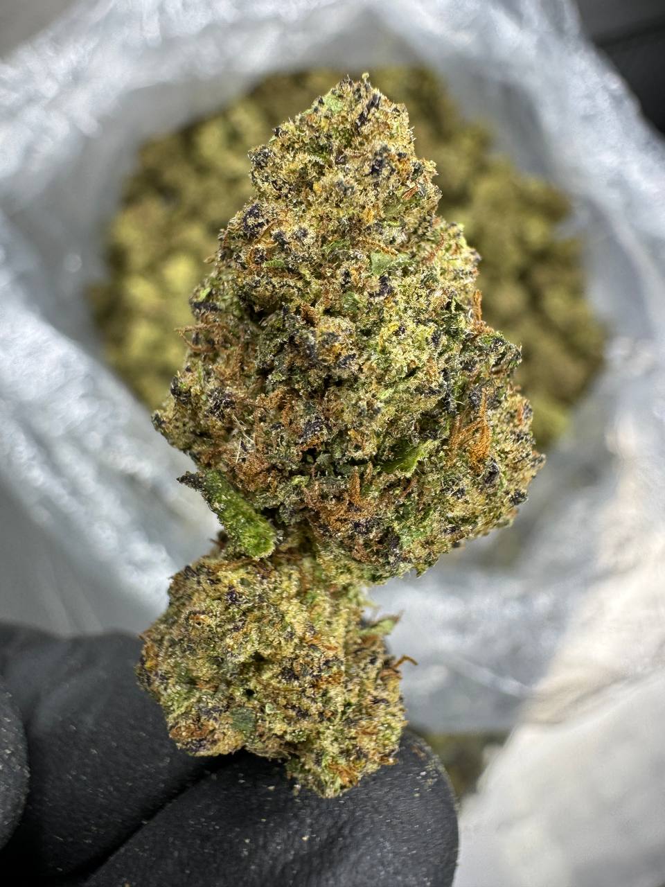 Sunset Sherbet - THCA BULK Flower - Sungrown