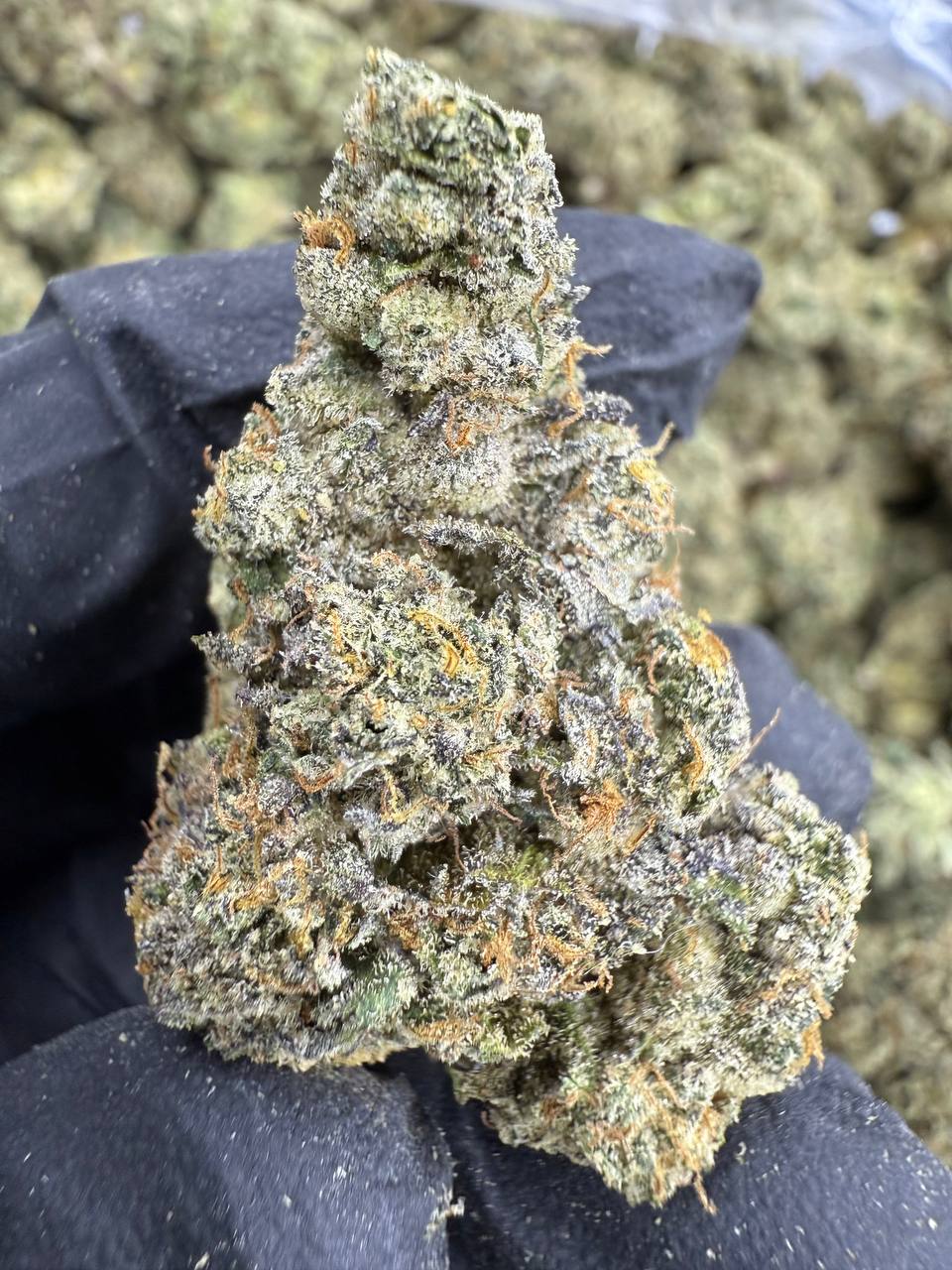 Sunset Sherbet - THCA BULK Flower - Indoor Exotic