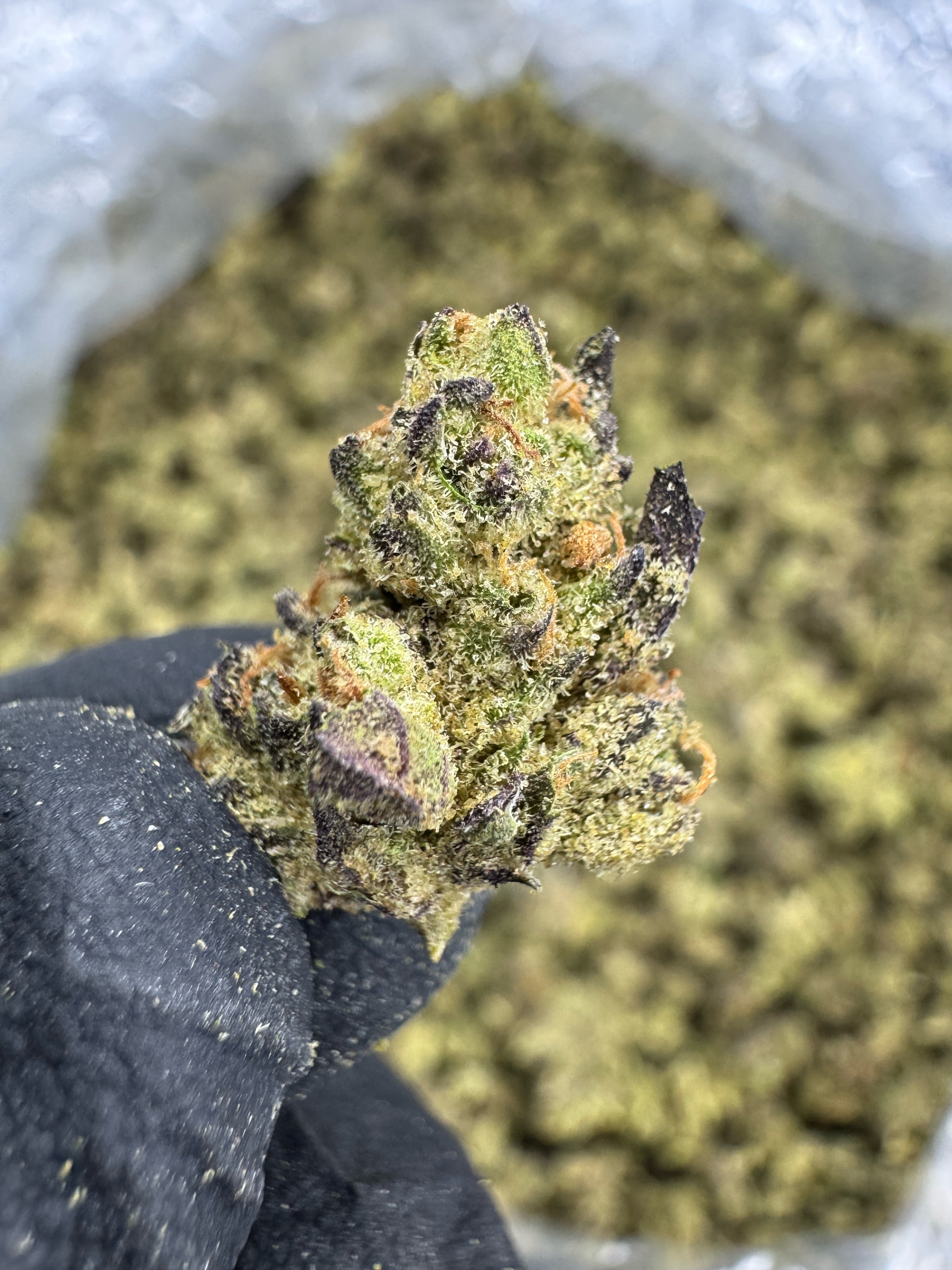 Sunset Sherbet - THCA Flower - Greenhouse Gold Nuggets