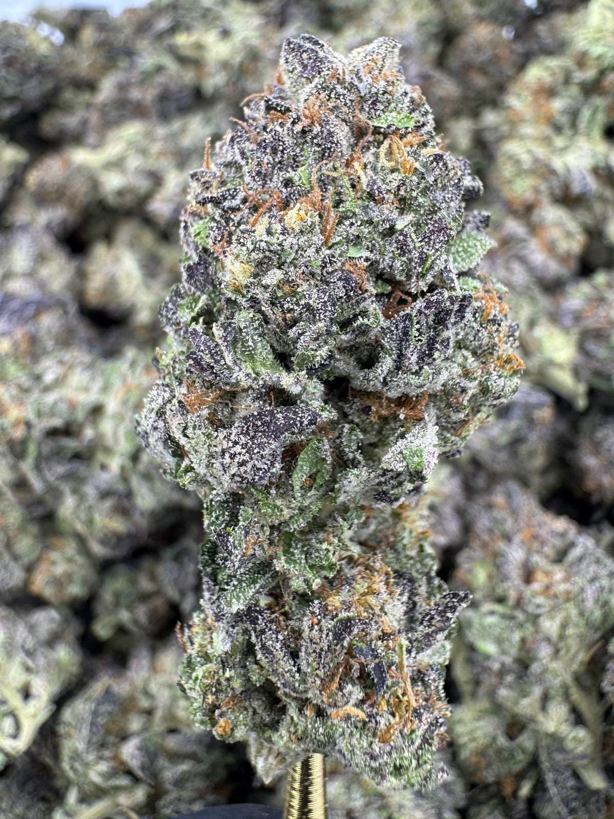 Sunset Sherbet - THCA BULK Flower - Greenhouse