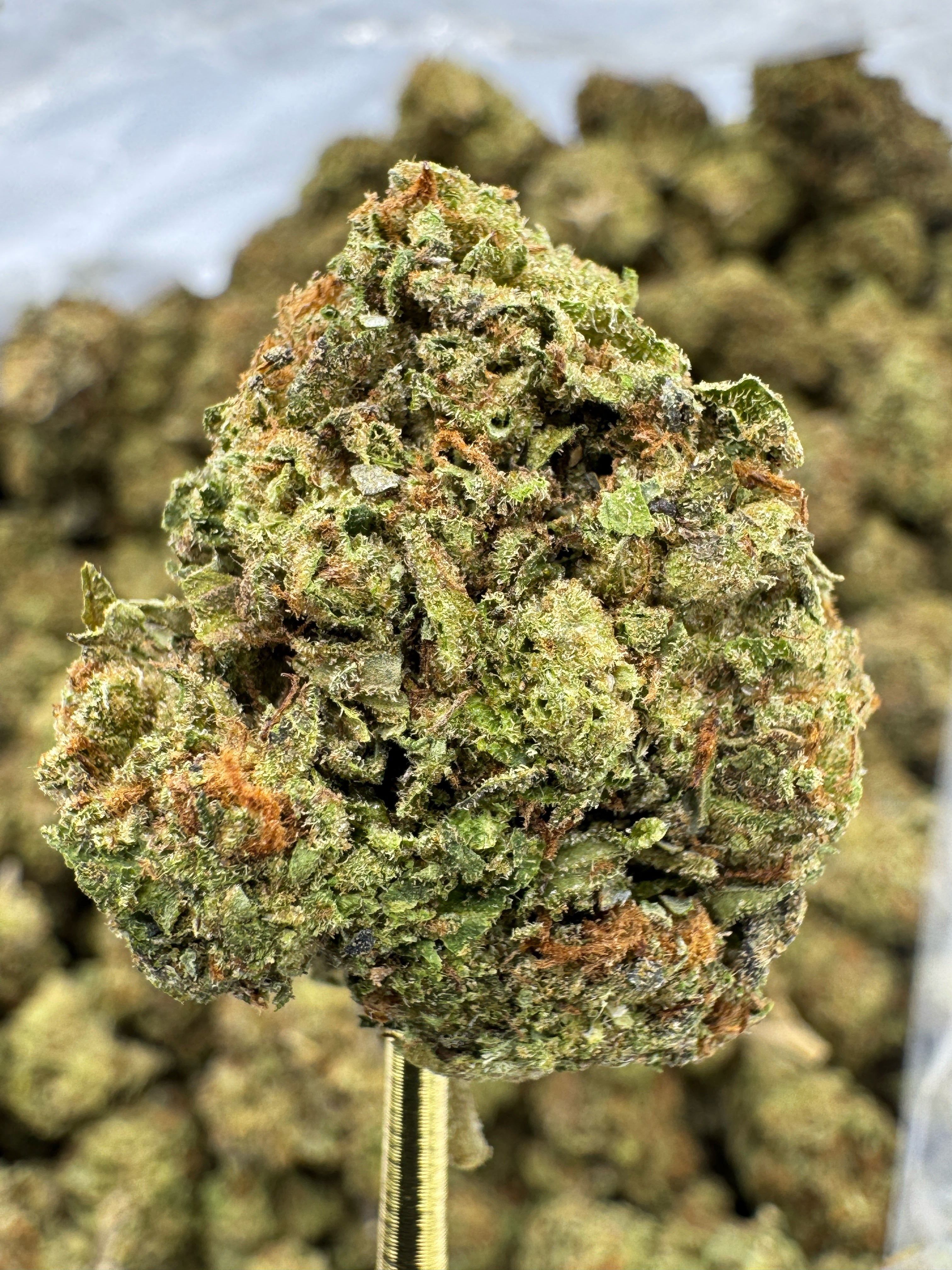 Sunset Sherbet - THCA Flower - Sungrown Top Cut