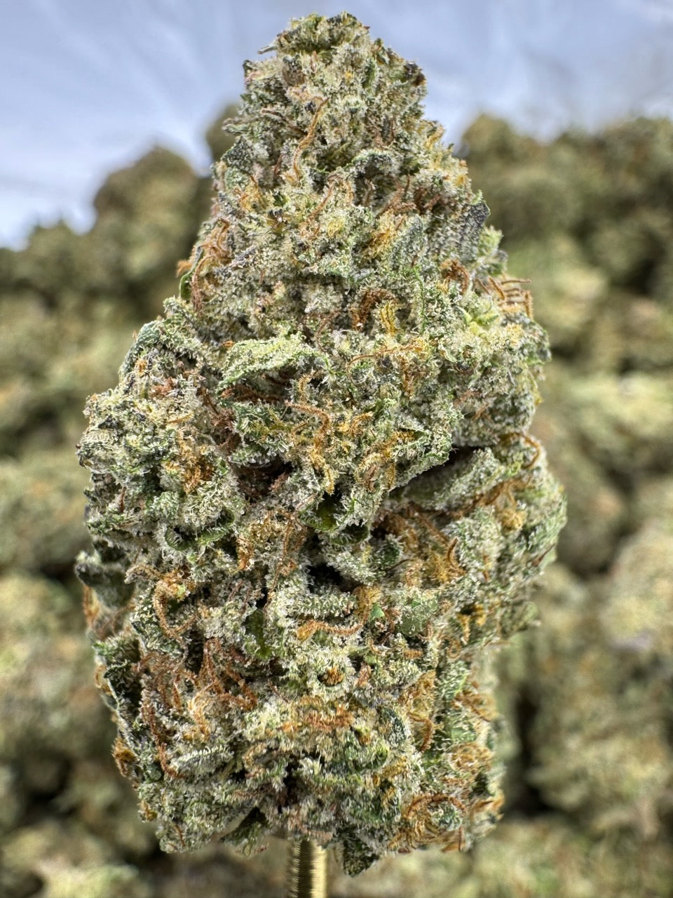 Sunset Sherbet - THCA BULK Flower - Greenhouse