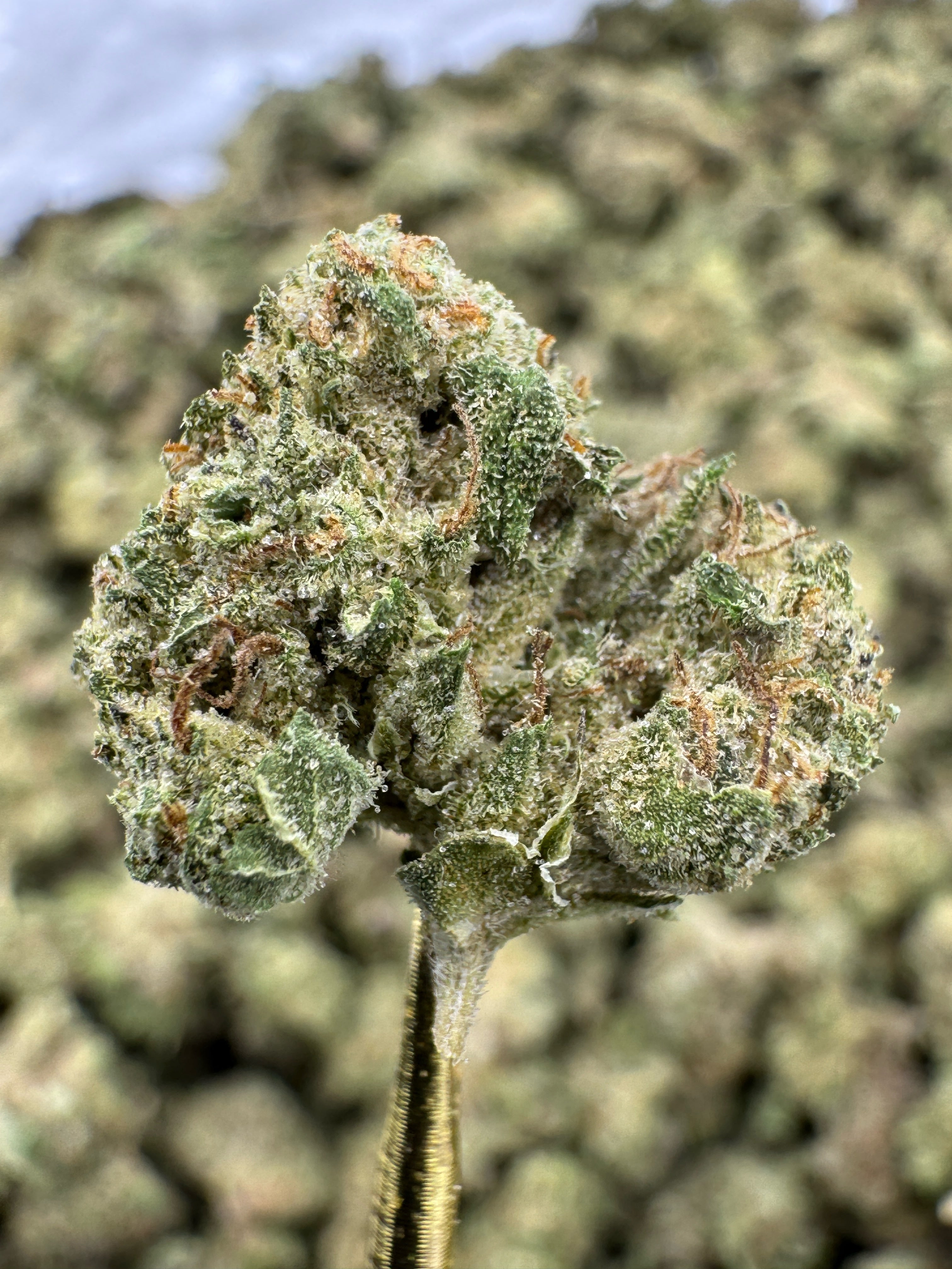 Super Boof - THCA Flower - Greenhouse Gold Nuggets
