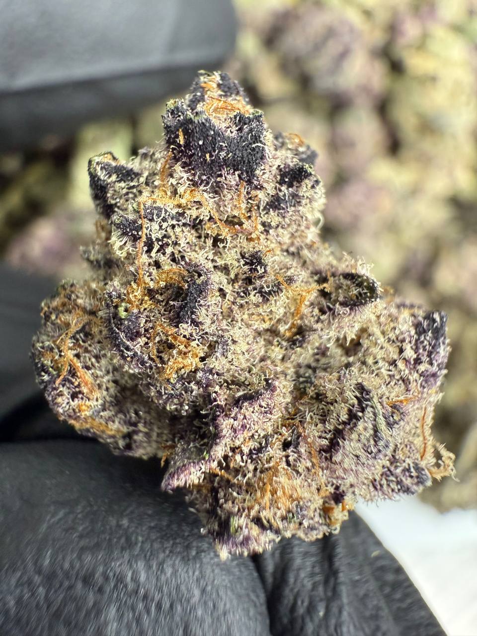 Super Buff Cherry - THCA Flower - Indoor Gold Nuggets Exotic