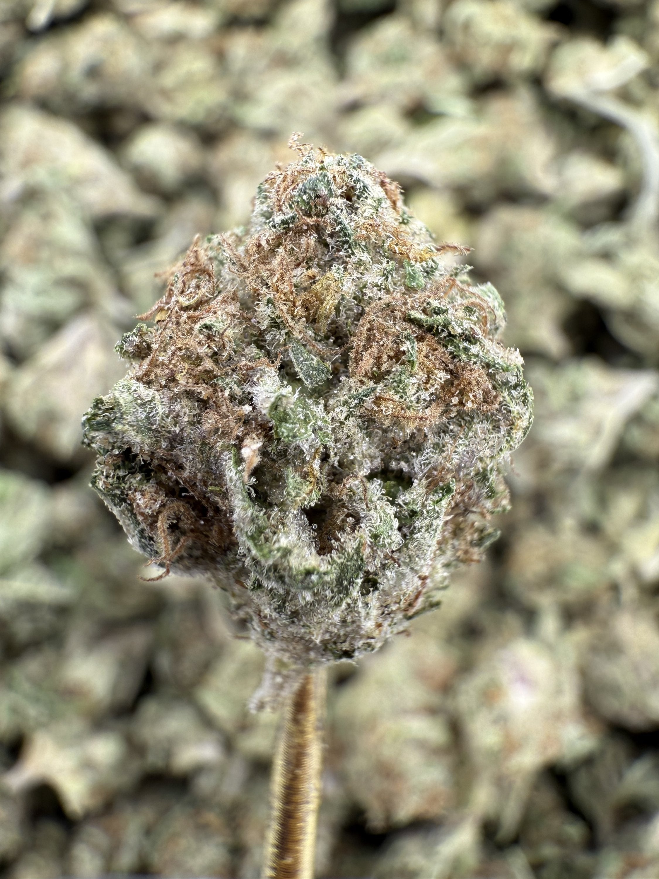 Super Boof - THCA Flower - Greenhouse Gold Nuggets