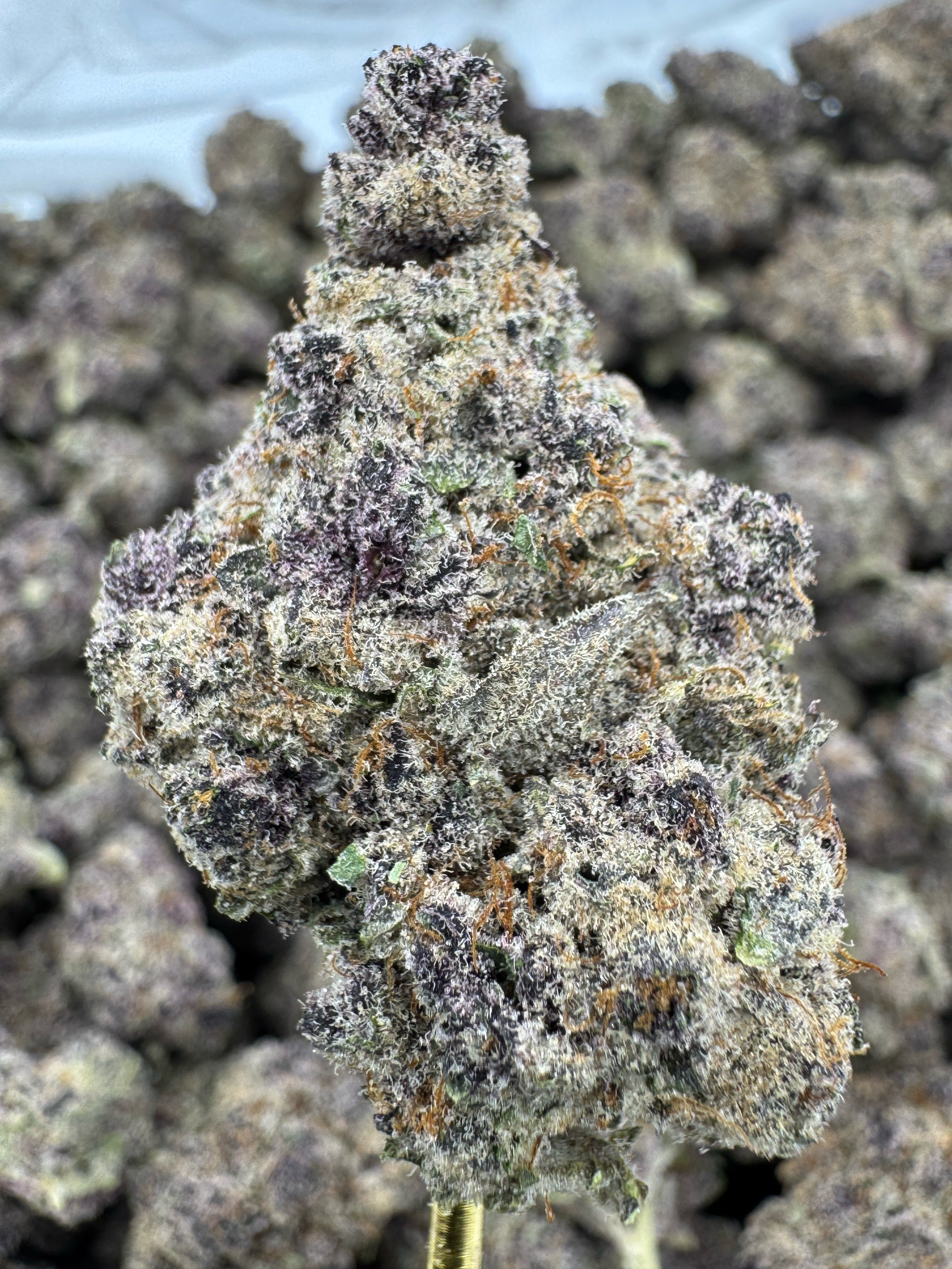 Super Buff Cherry - THCA Flower - Indoor Top Cut Exotic