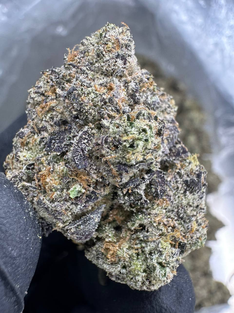 Super Runtz - THCA BULK FLOWER - EXOTIC INDOOR