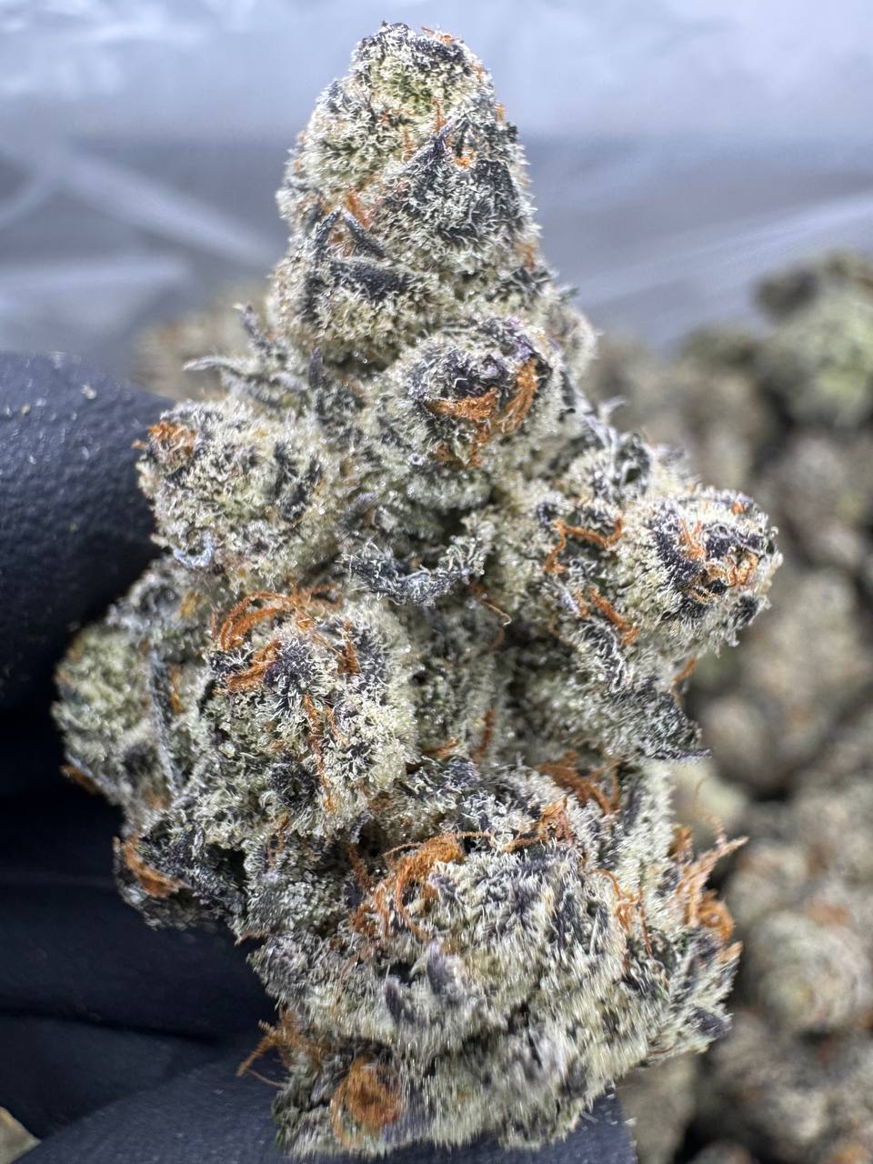 Super White Truffle - THCA Flower - Indoor Top Cut Exotic
