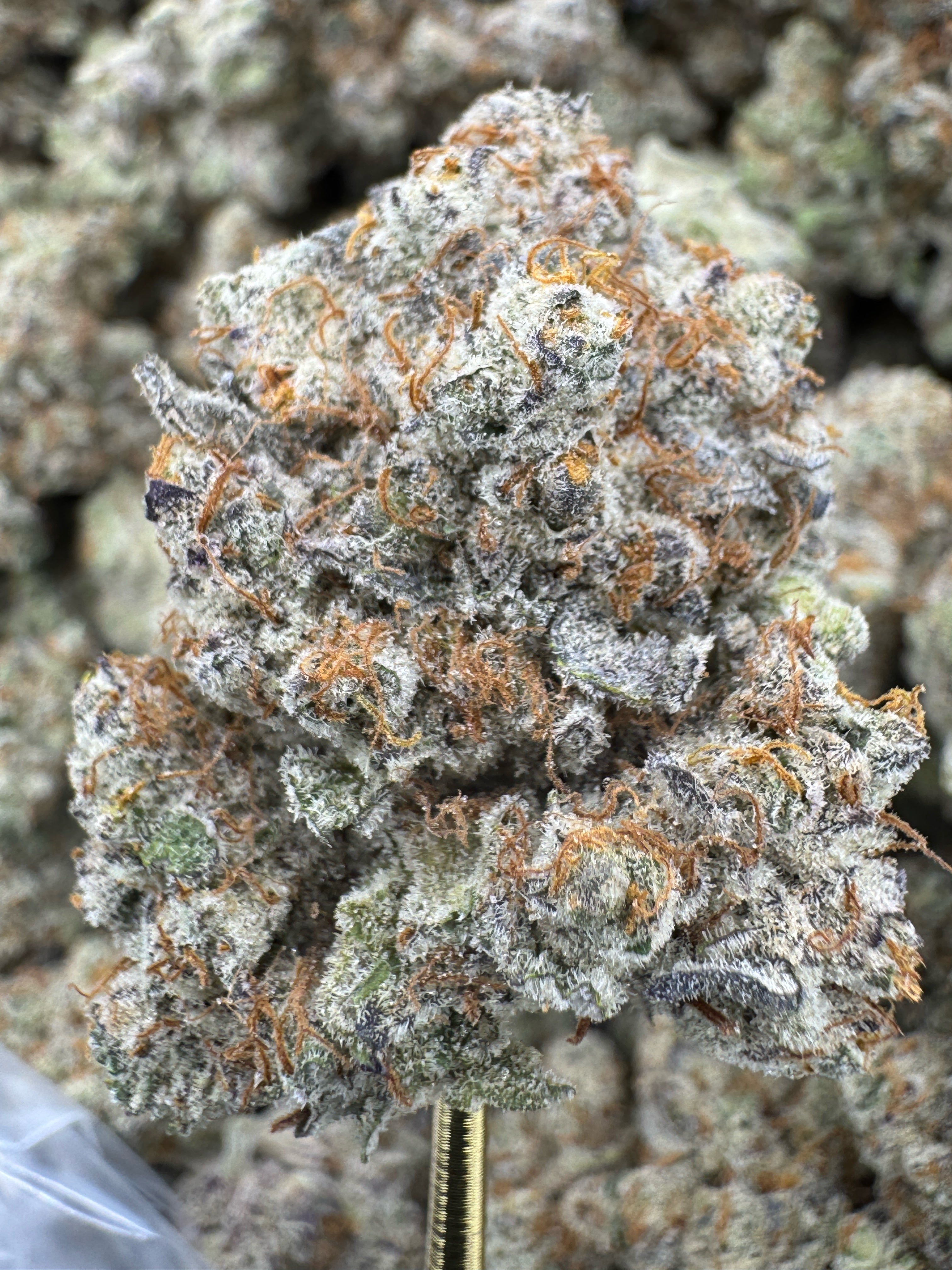 Super White Truffle - THCA BULK Flower - Indoor Exotic