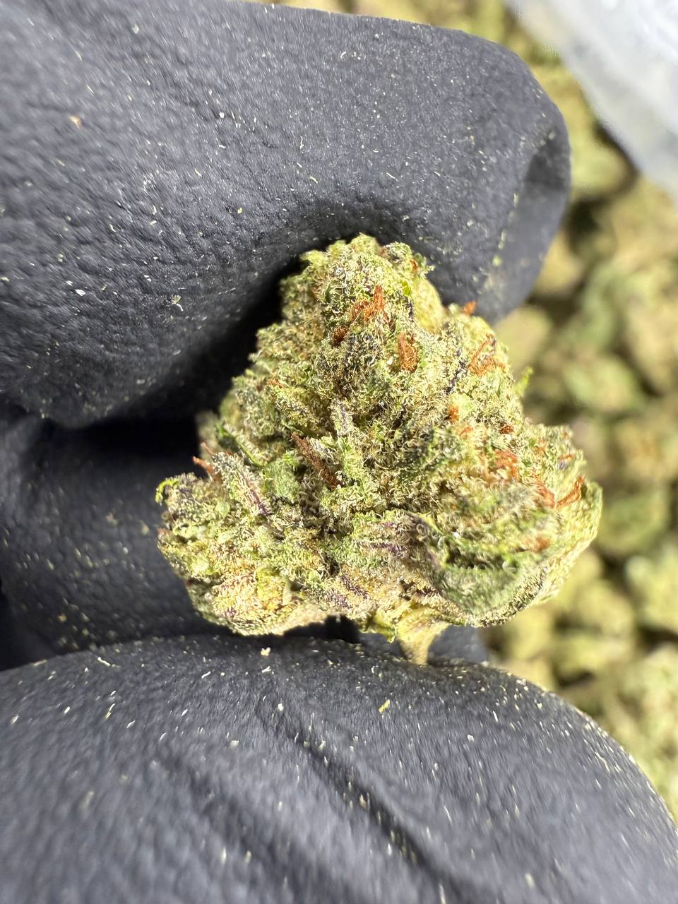 Superboof - Gold Nuggets - THCa Flower TOP SHELF SMALLS