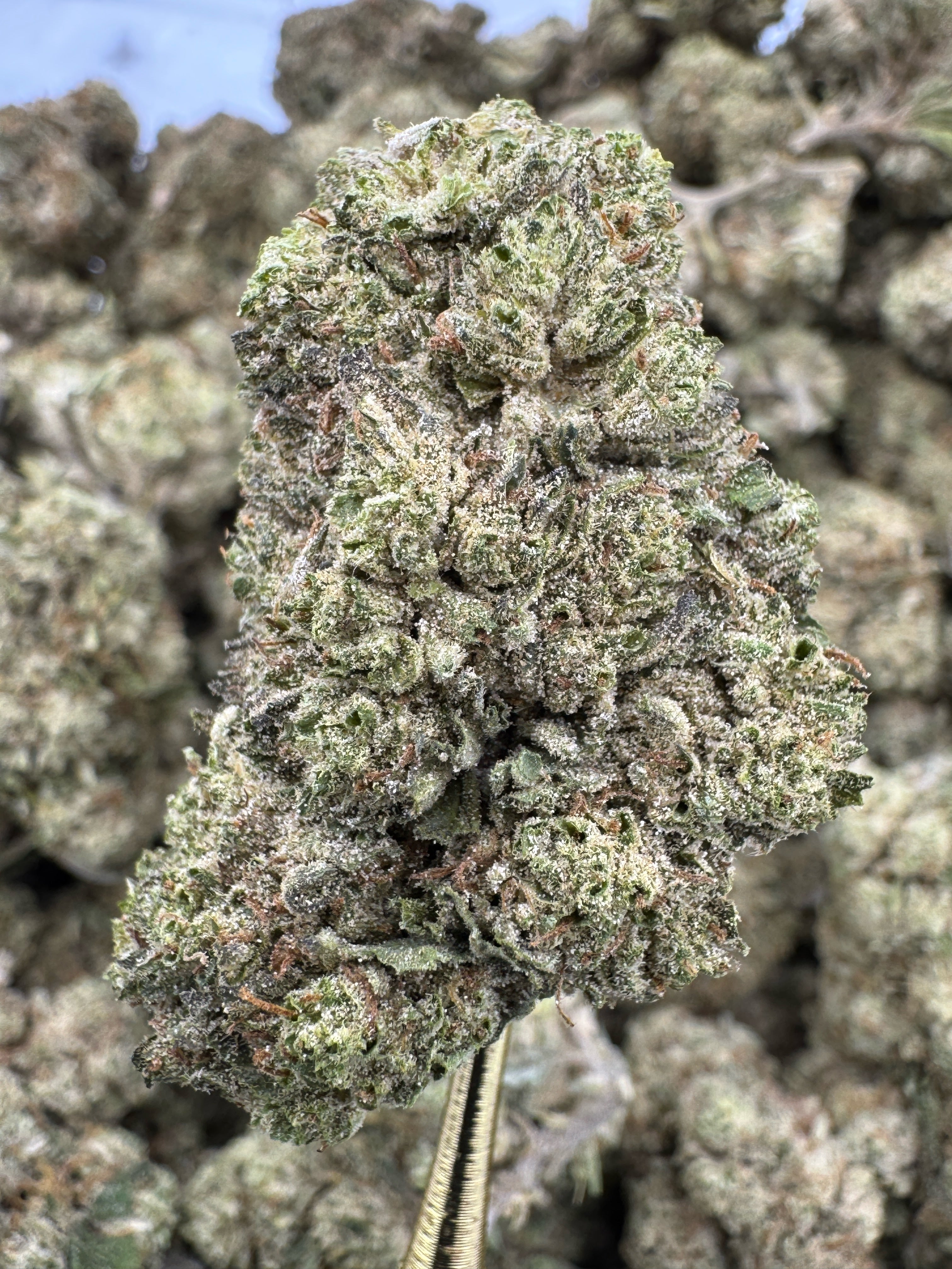 The White - CBG BULK Flower - Sungrown