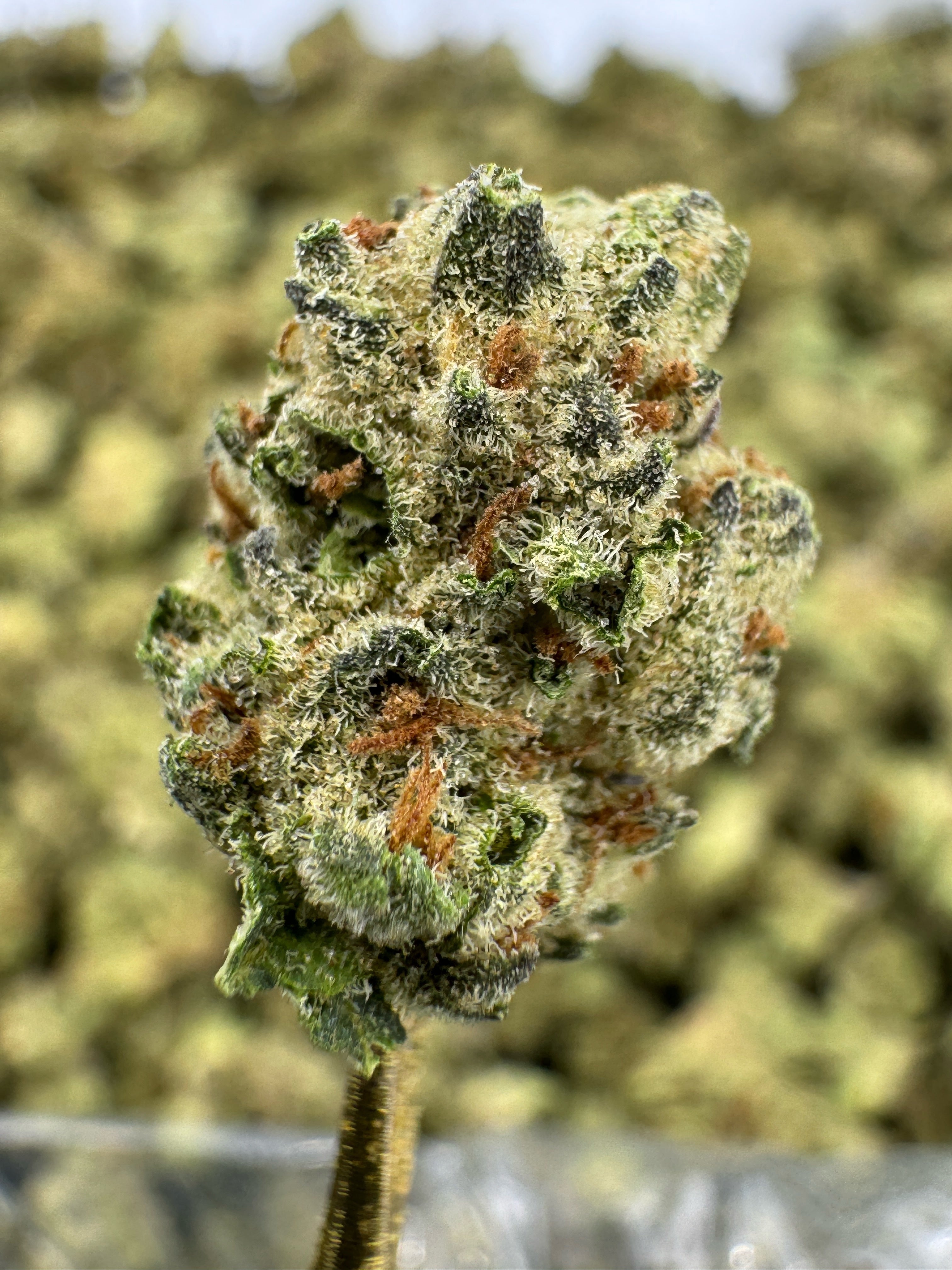 Thin Mint Cookies - THCA Flower - Indoor Gold Nuggets