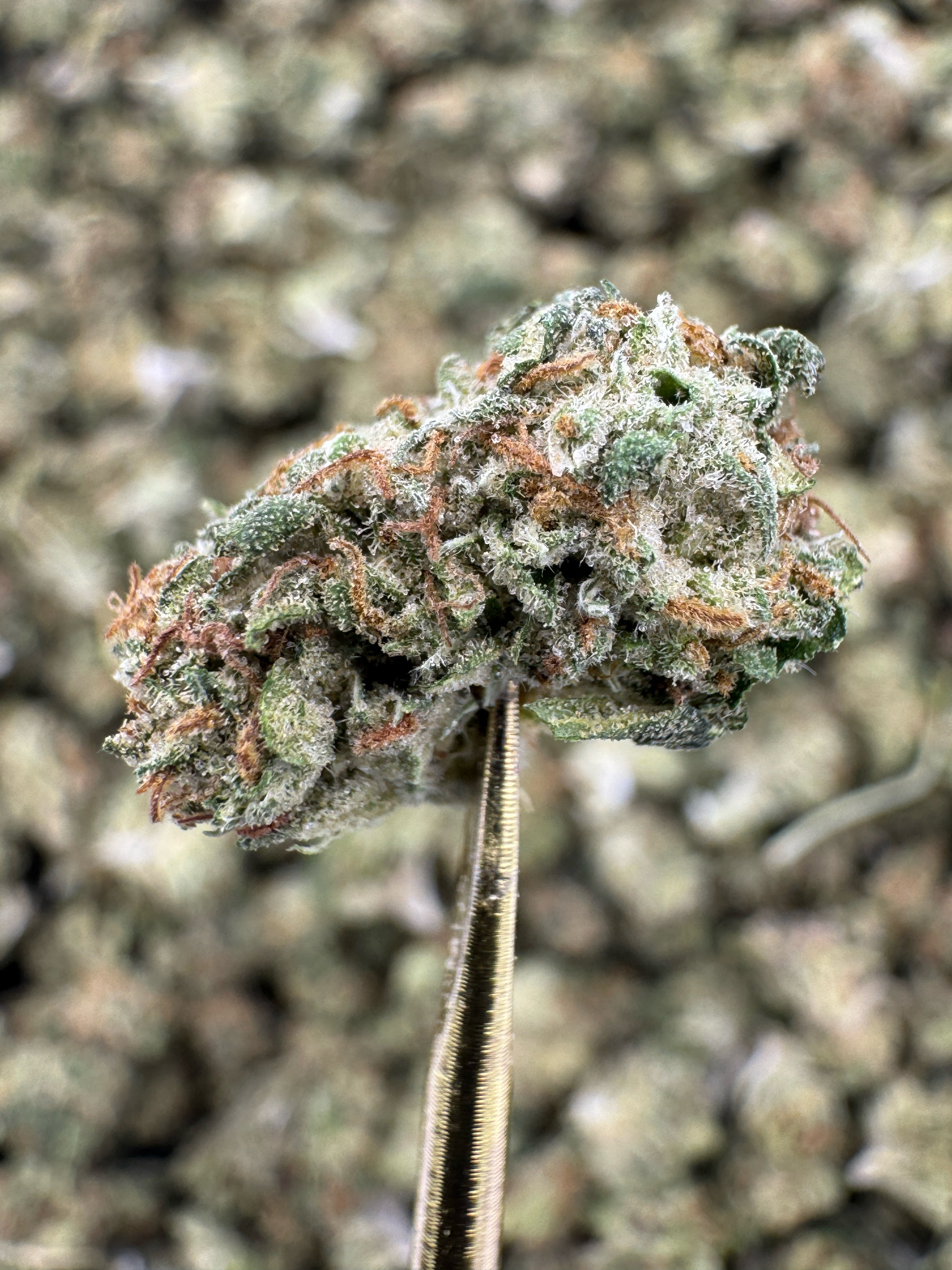 Triple OG - THCA Flower - Sungrown Gold Nuggets