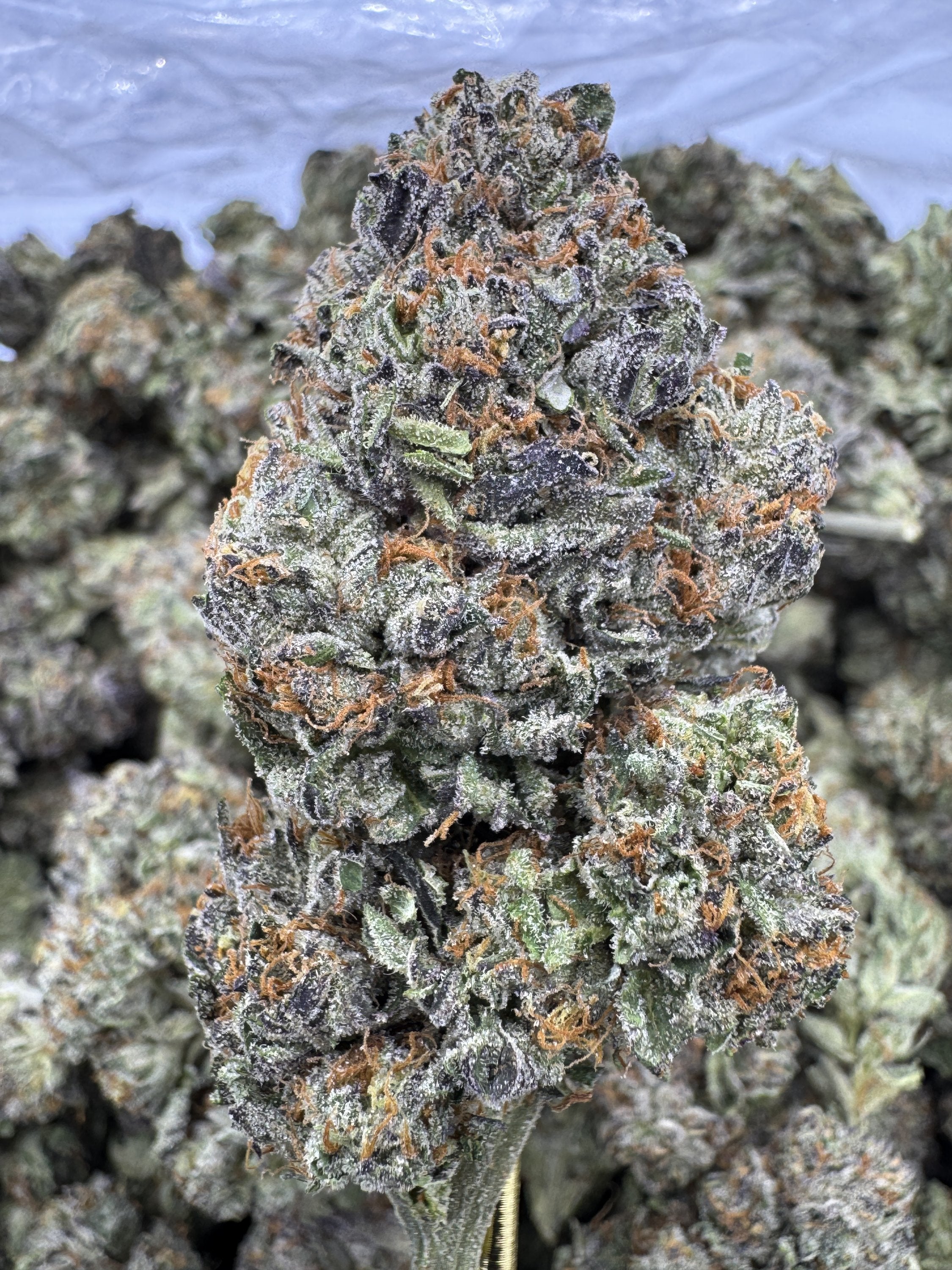 Triple Cake - THCA BULK Flower - Greenhouse