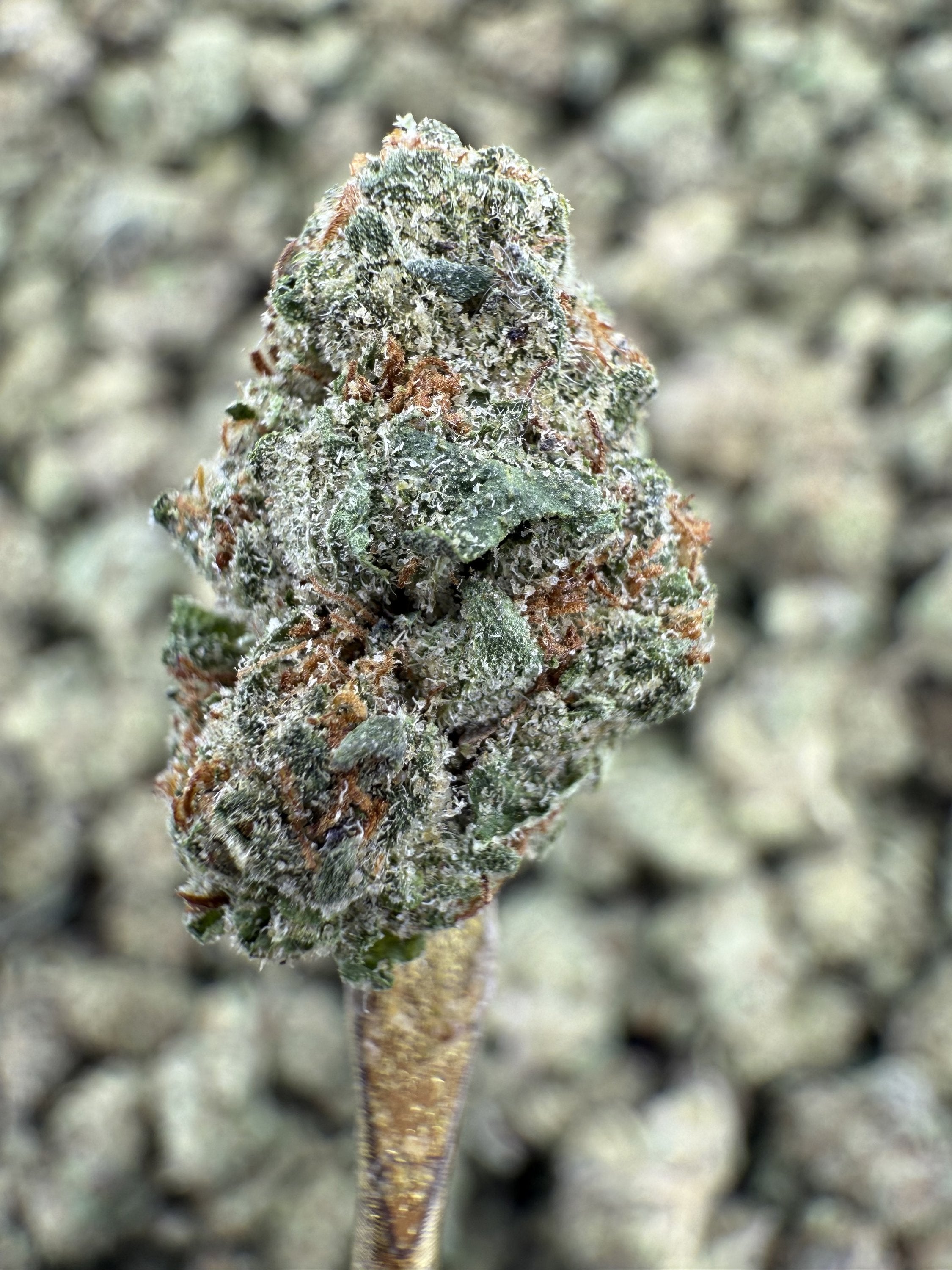 Triple Cake - THCA Flower - Greenhouse Gold Nuggets