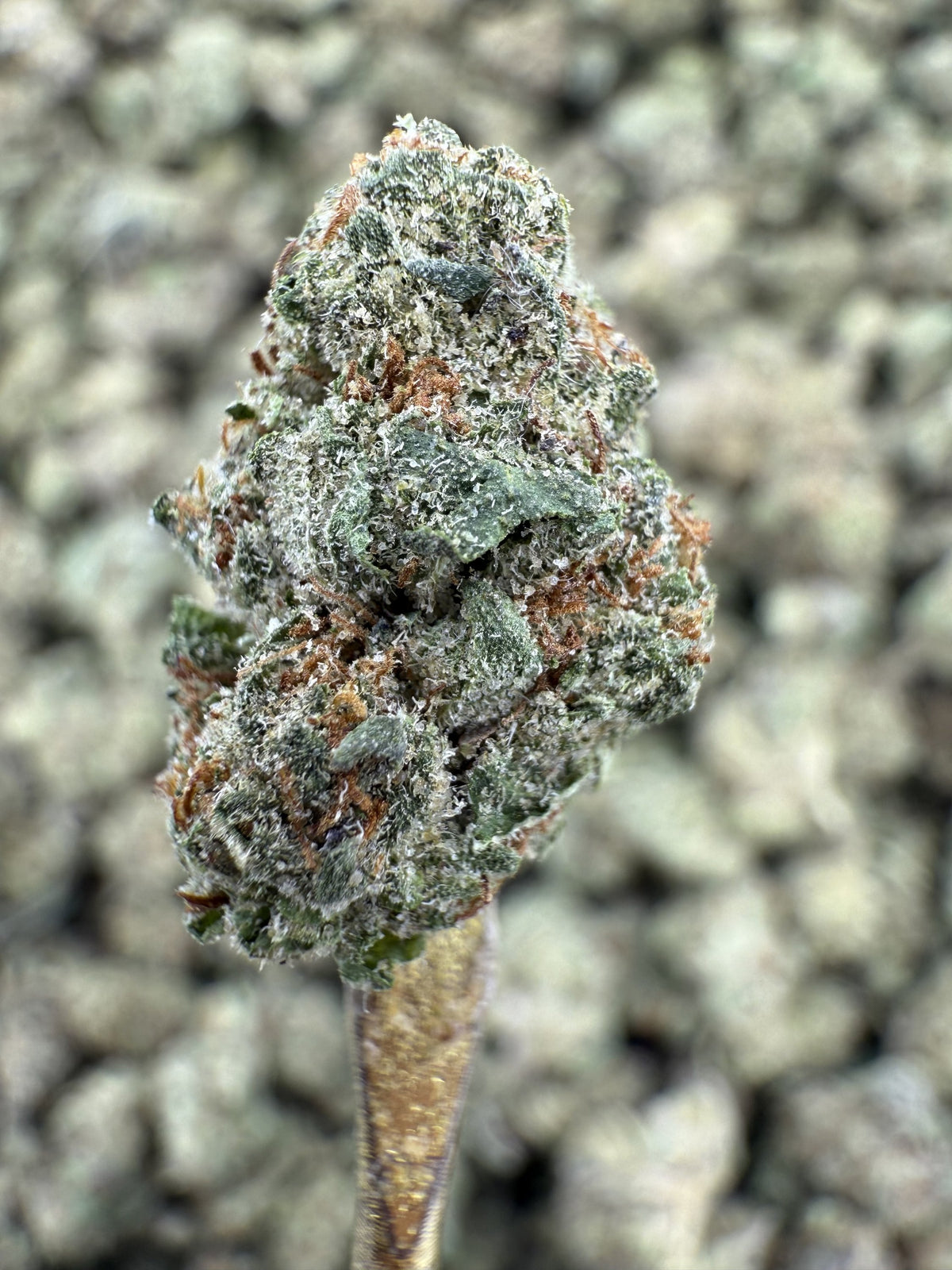 Triple Cake - THCA Flower - Greenhouse Gold Nuggets
