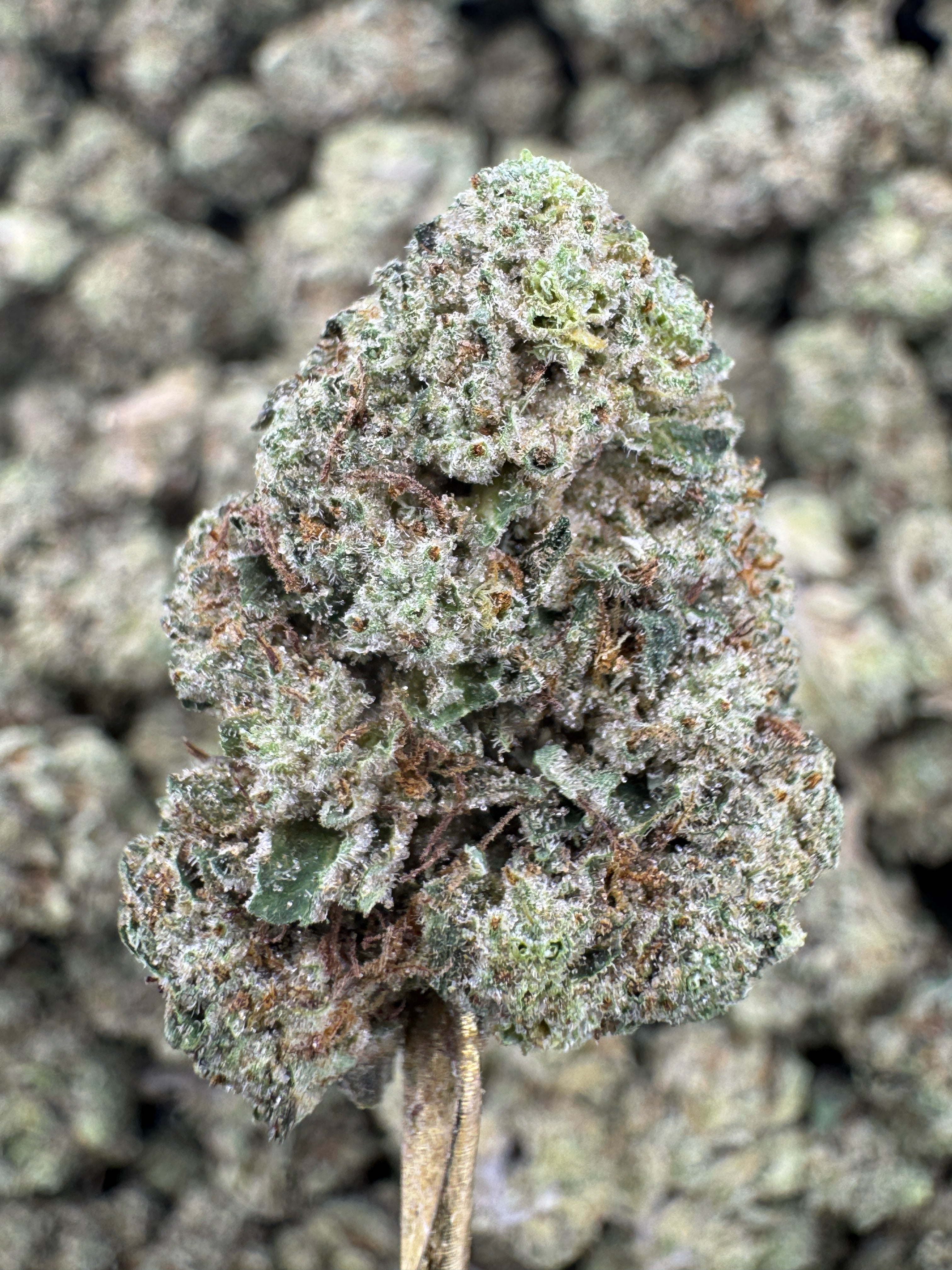 Triple Cake - THCA BULK Flower - Greenhouse