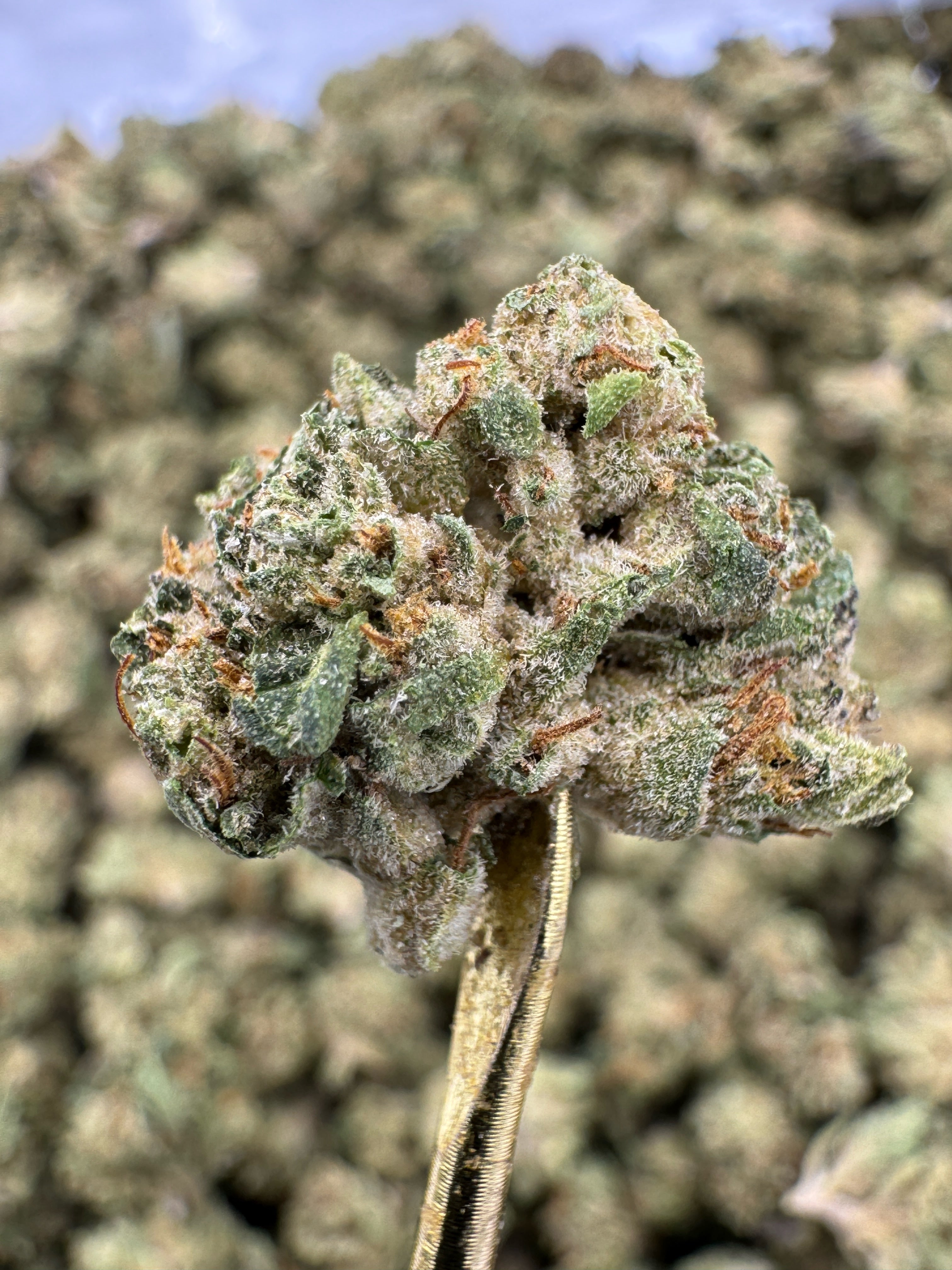 Triple Cake - THCA Flower - Greenhouse Gold Nuggets