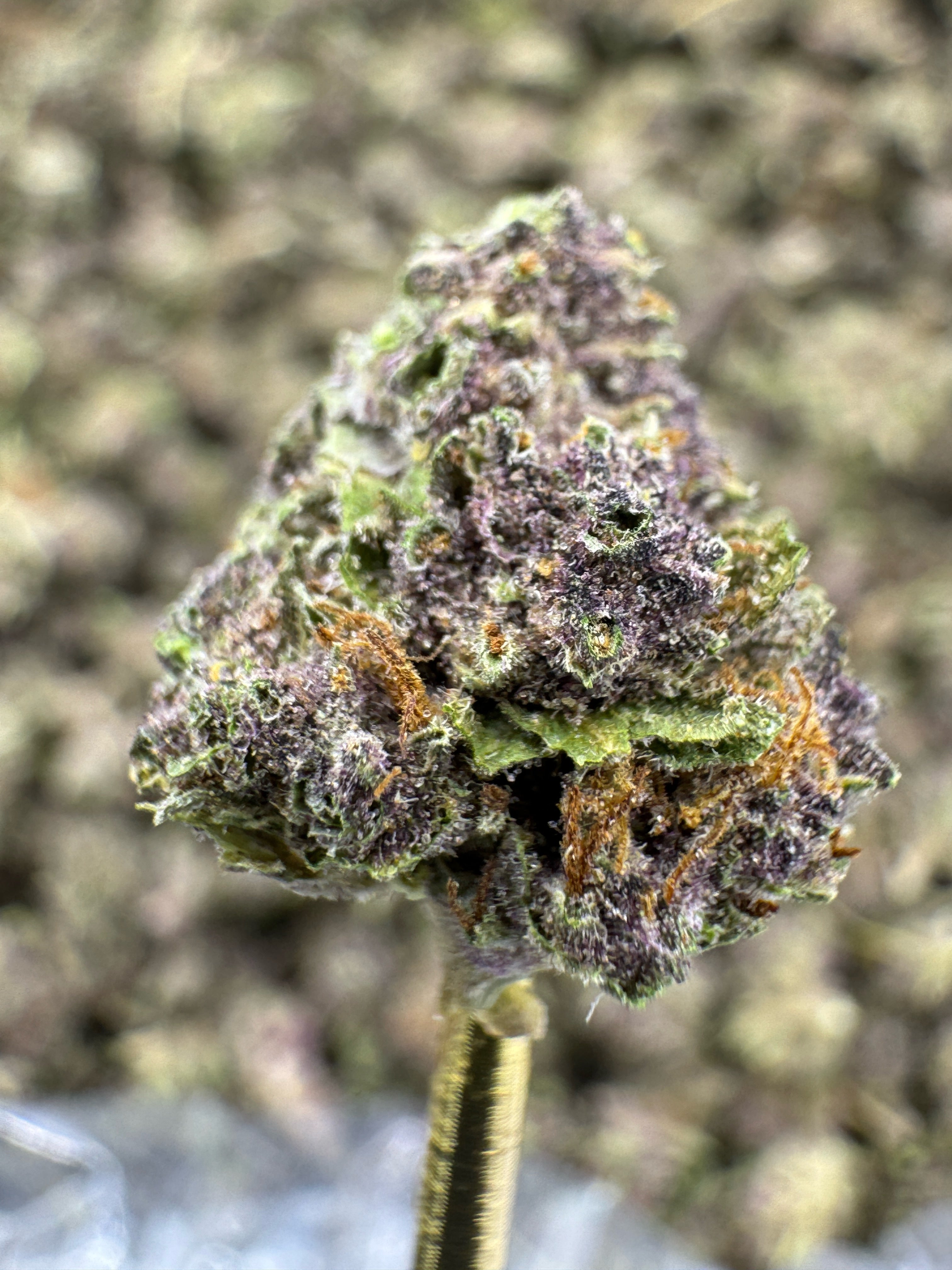 Tropicana Cherry - THCA Flower - Greenhouse Gold Nuggets