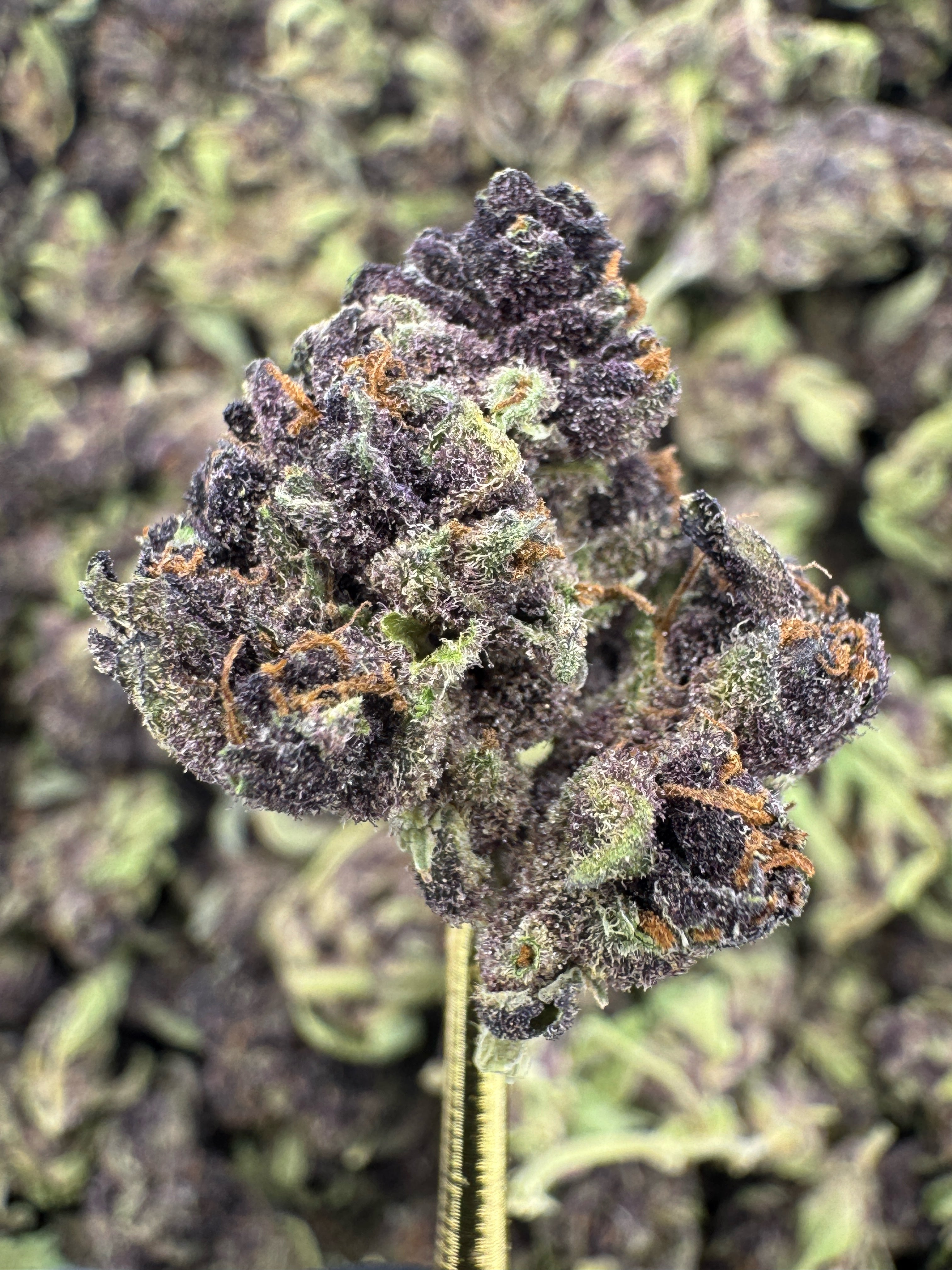 Tropicana Cherry - THCA Flower - Sungrown Gold Nuggets