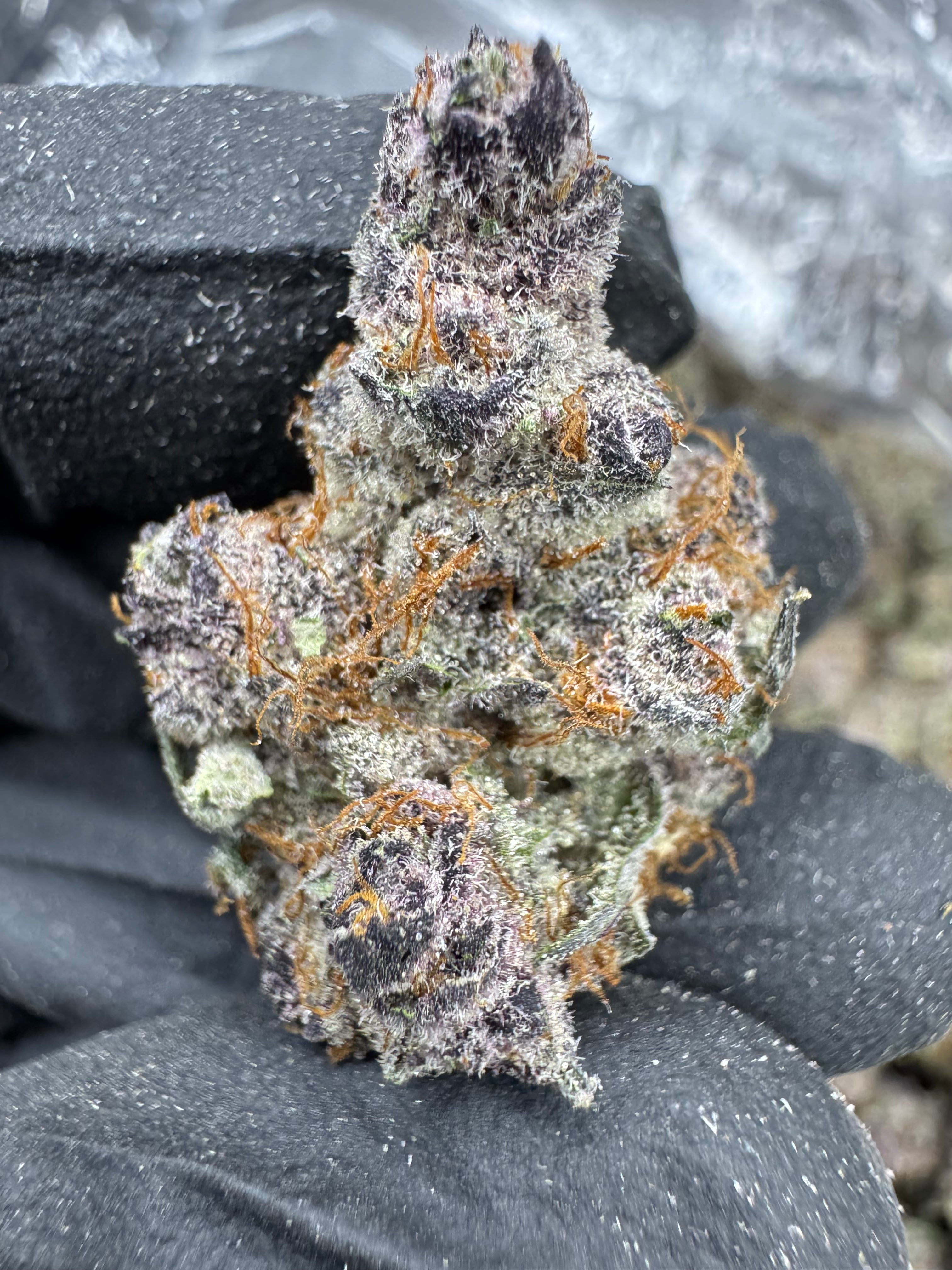 Tropicana Cookies - THCA BULK Flower - Indoor Exotic