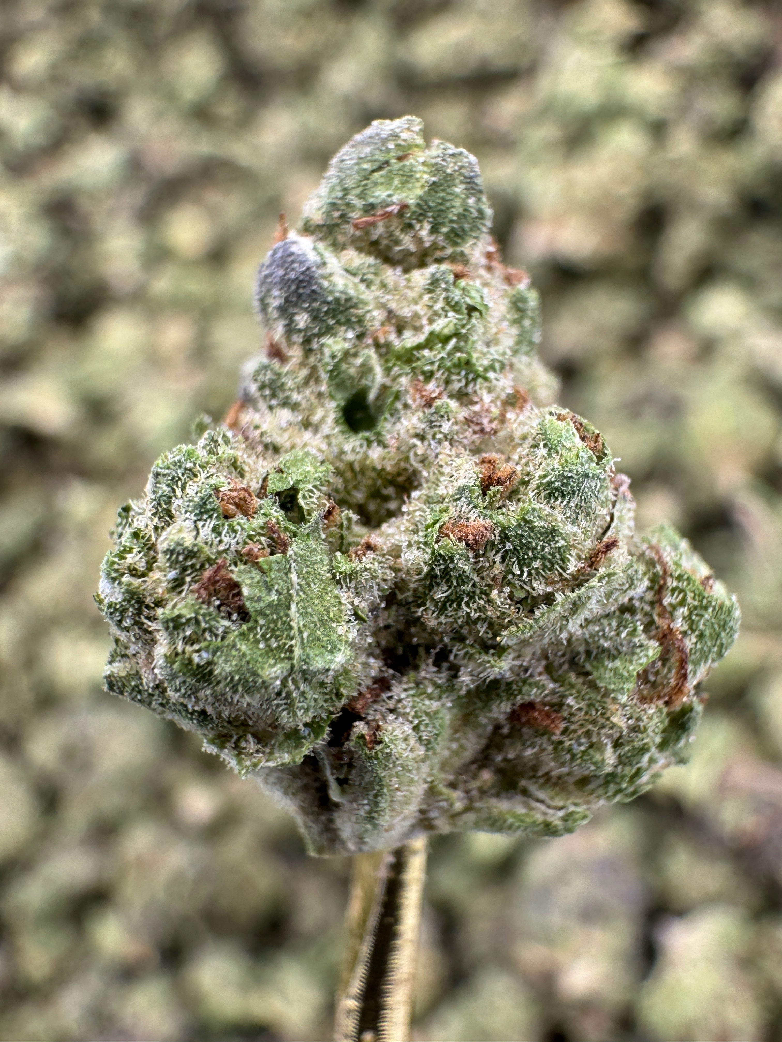 Tropicana Cookies - THCA Flower - Greenhouse Gold Nuggets