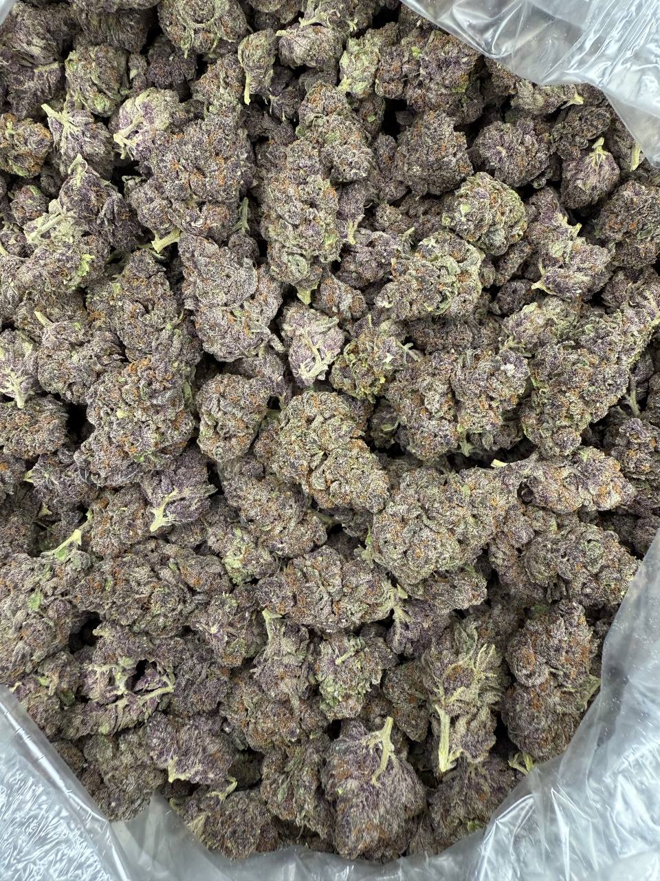 Tropicana Cookies - THCA BULK Flower - Indoor