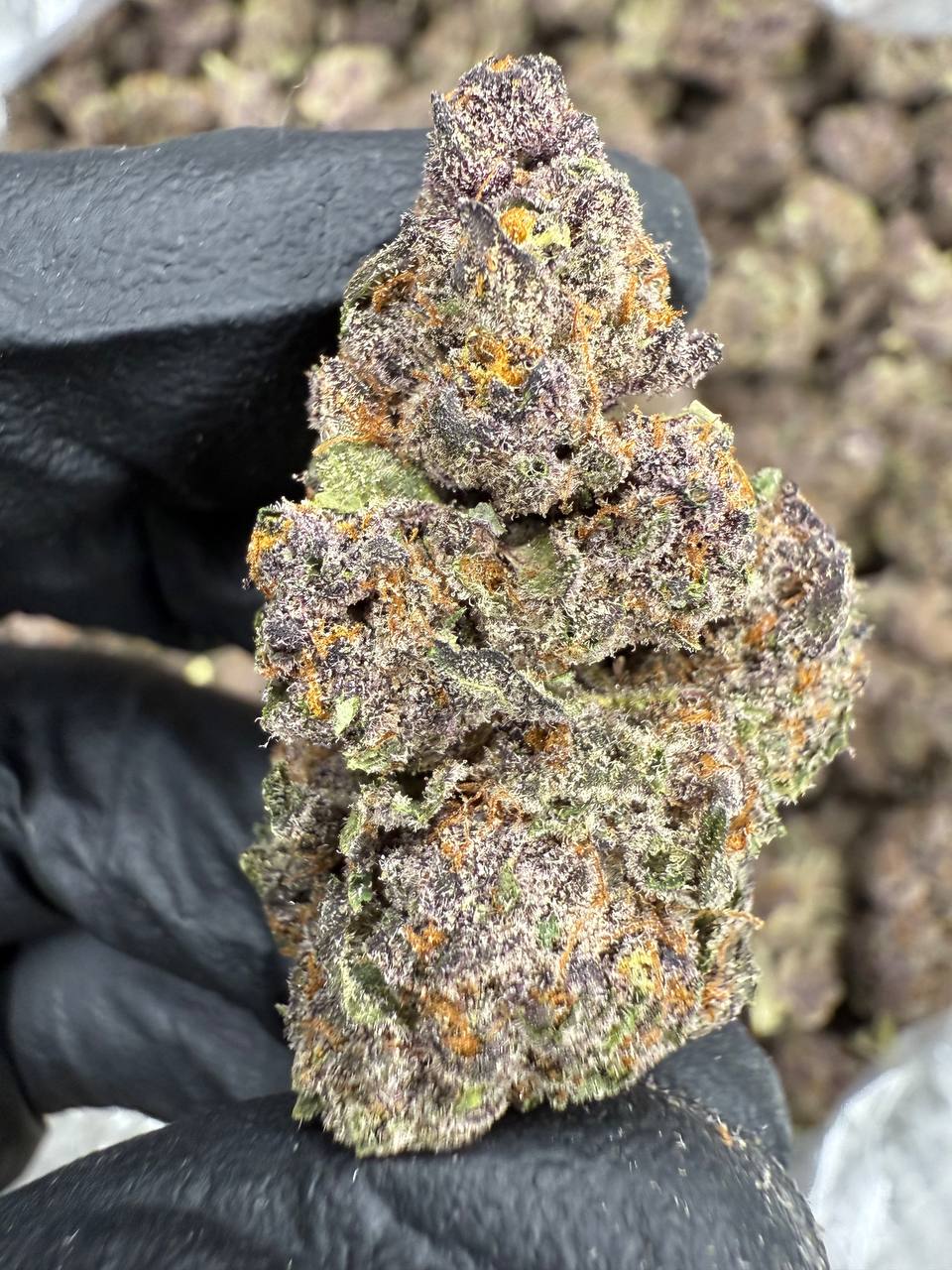 Tropicana Cookies - THCA BULK Flower - Indoor