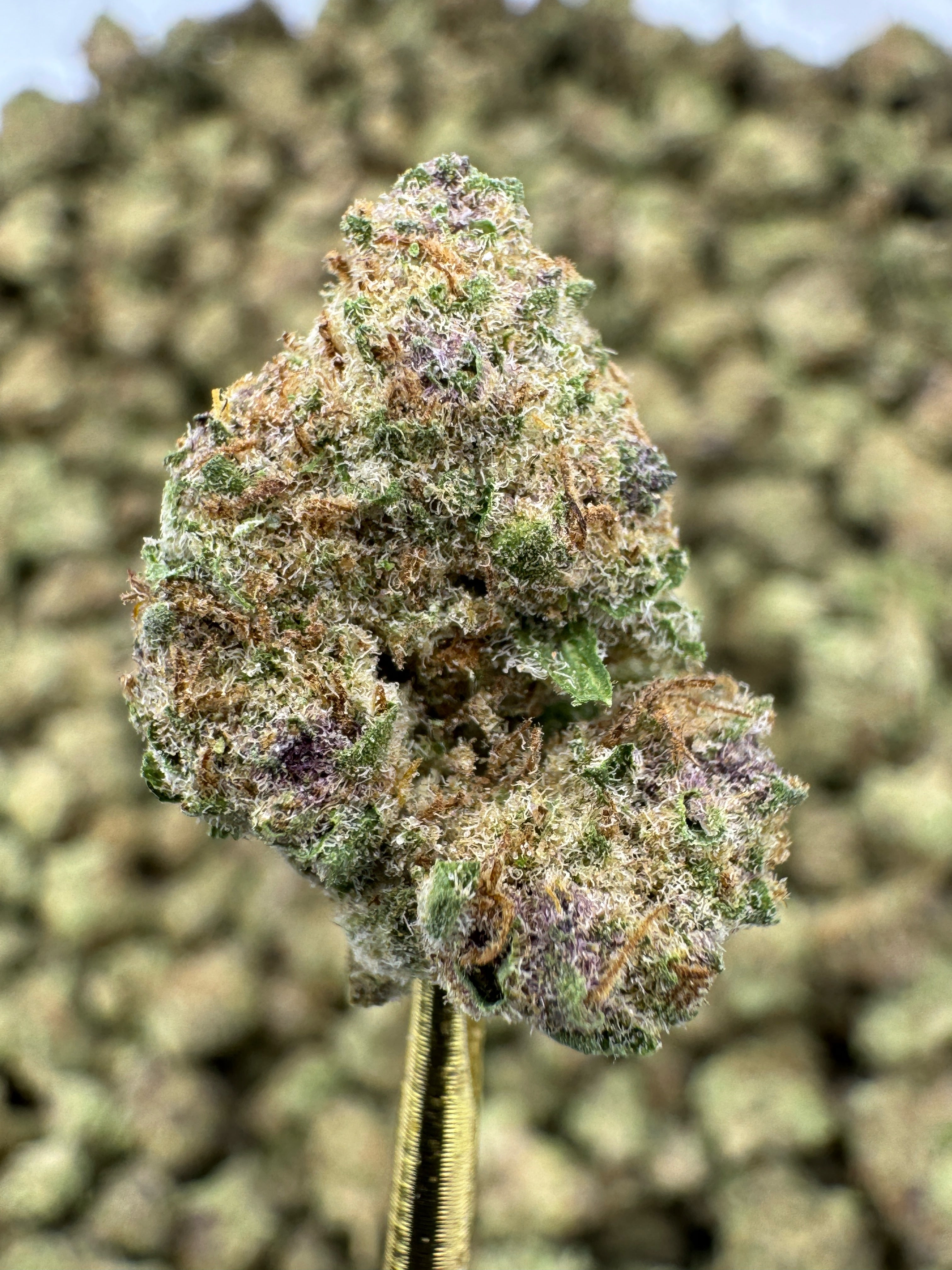 Tropicana Banana - THCA Flower - Indoor Gold Nuggets