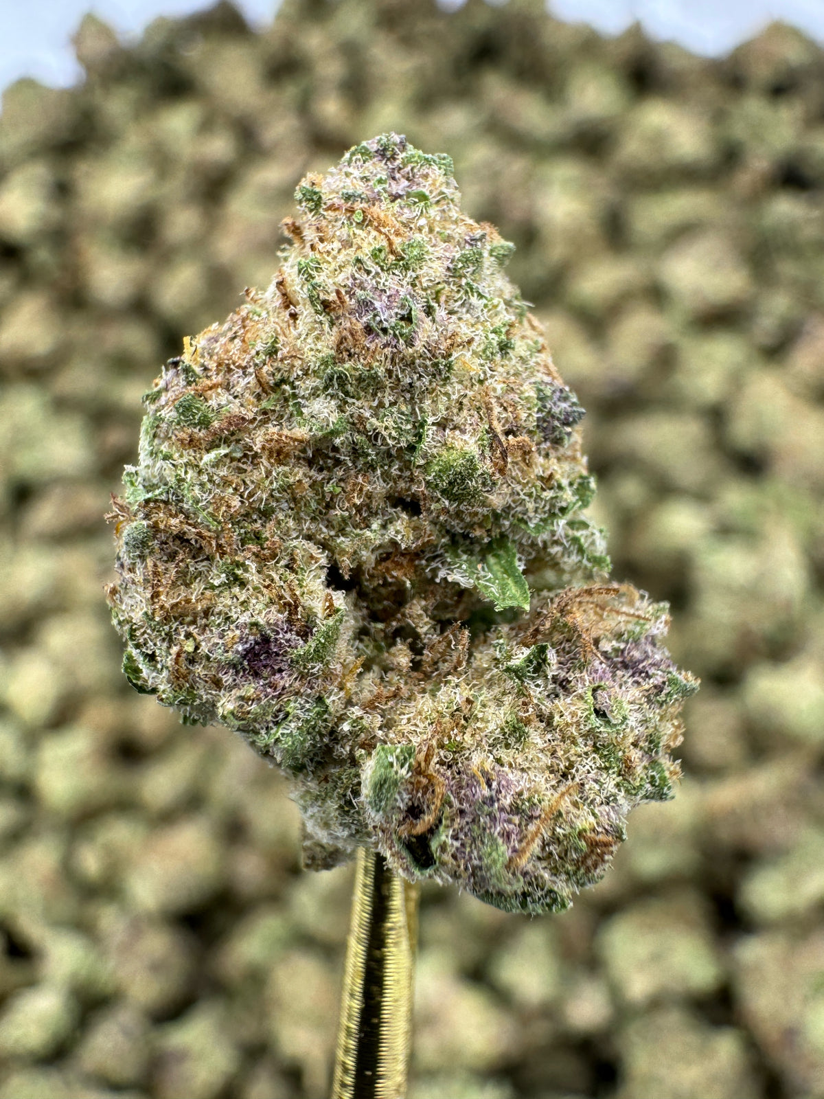 Tropicana Banana - THCA Flower - Indoor Gold Nuggets