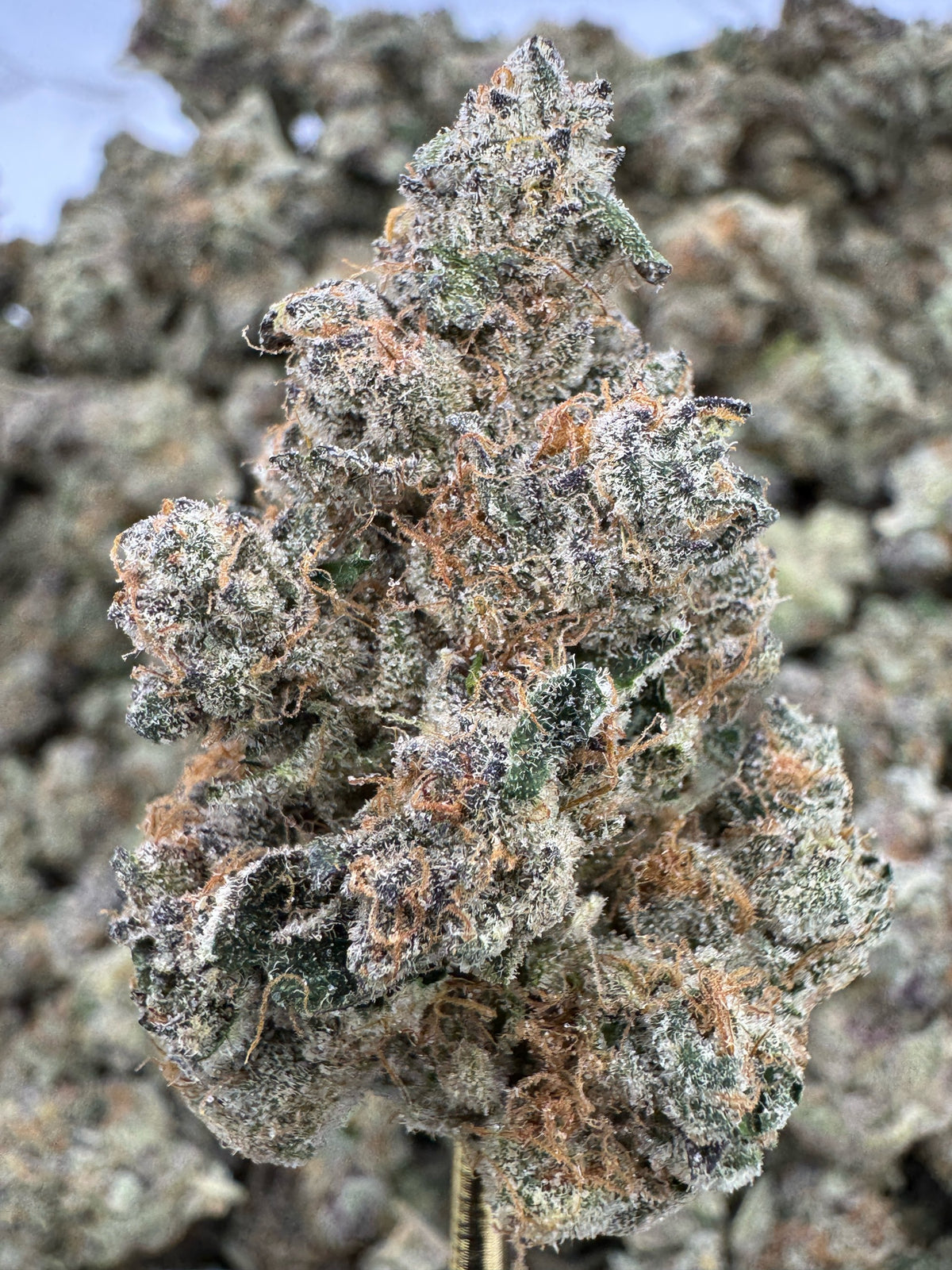 Tropicana Cherry - THCA BULK Flower - Indoor