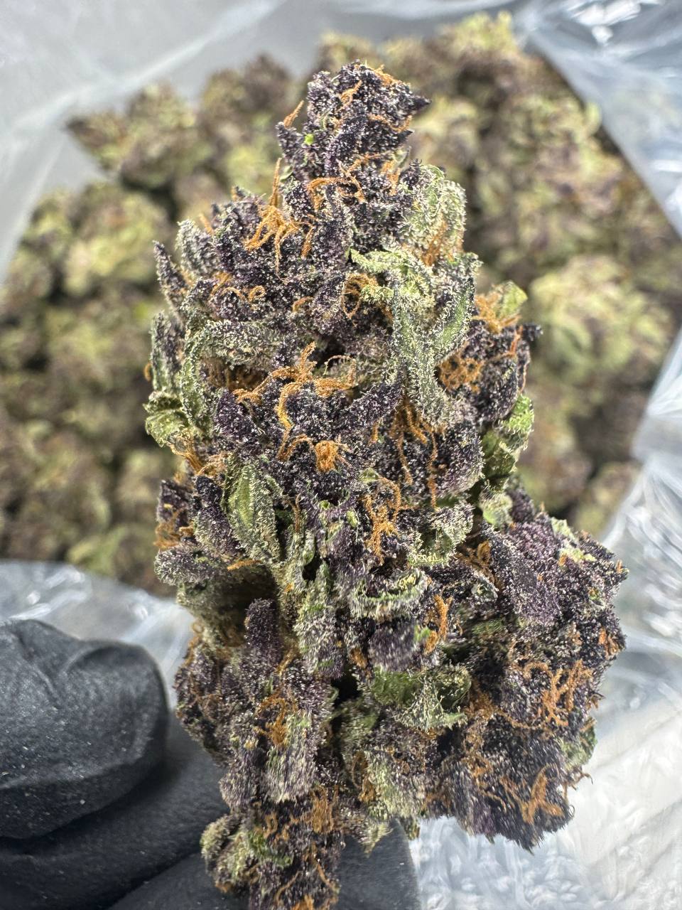 Tropicana Cherry - THCA BULK Flower - Sungrown