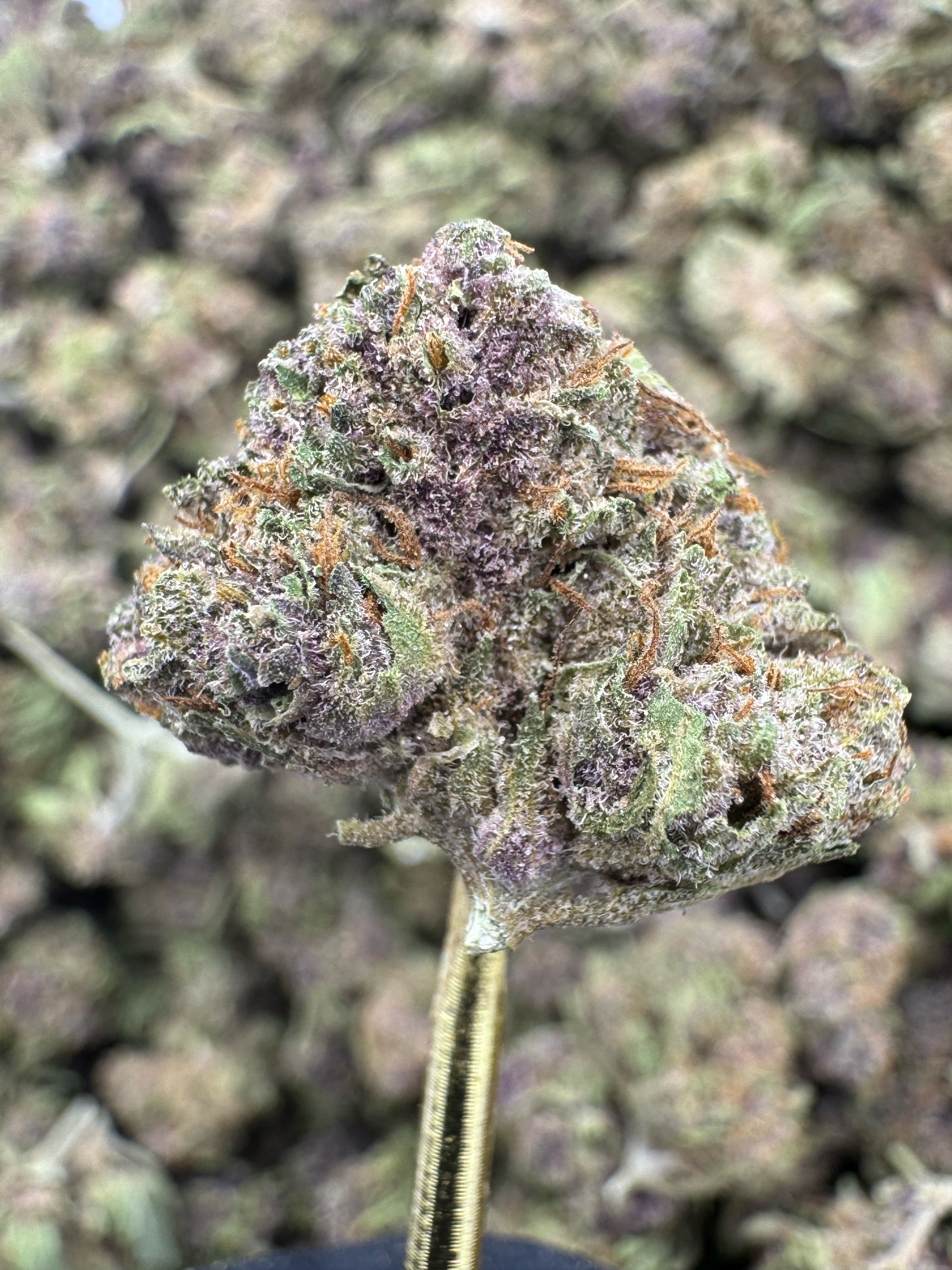 Tropicana Cherry - THCA Flower - Greenhouse Gold Nuggets