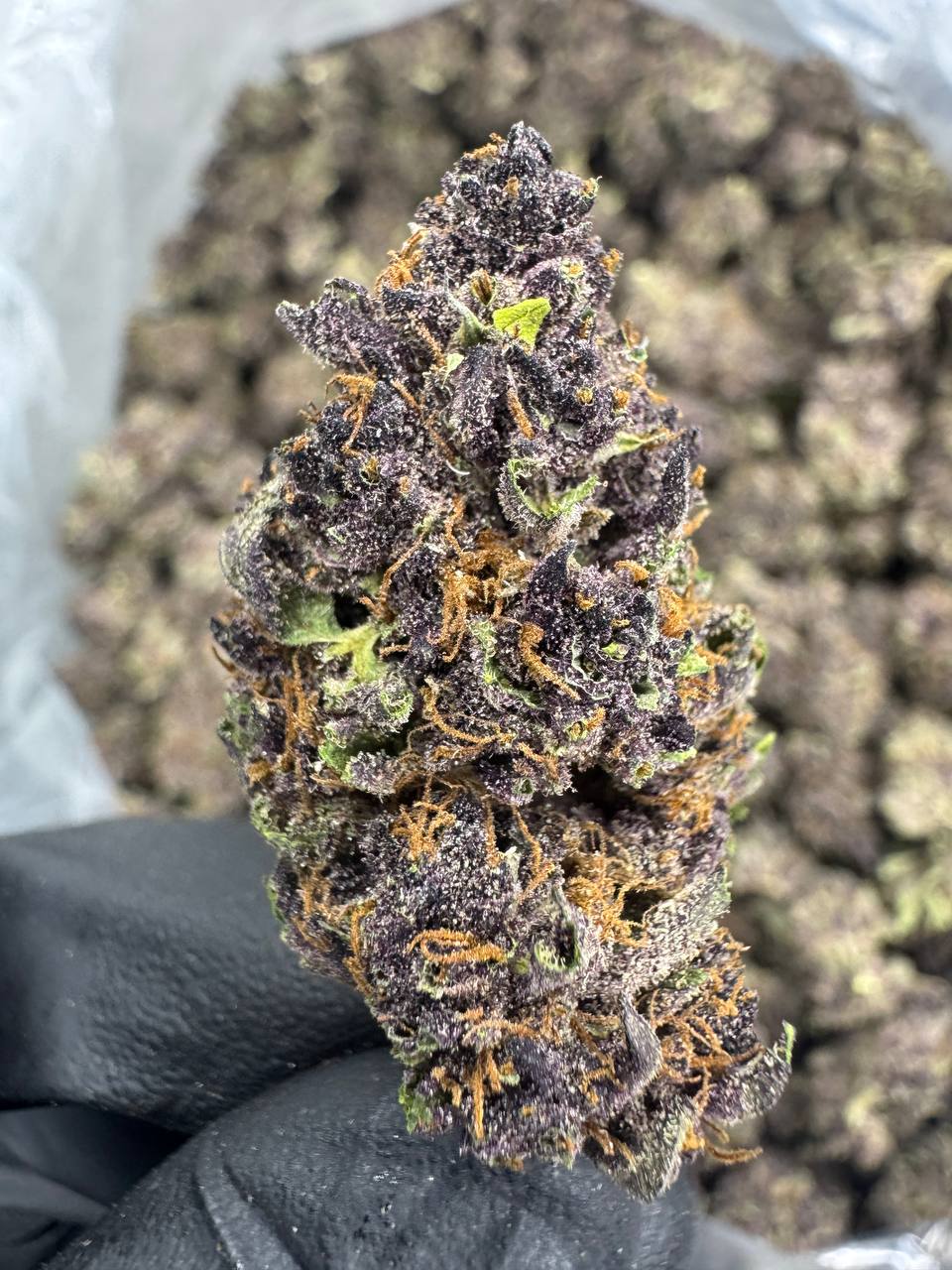 Tropicana Cherry - THCA BULK Flower - Greenhouse