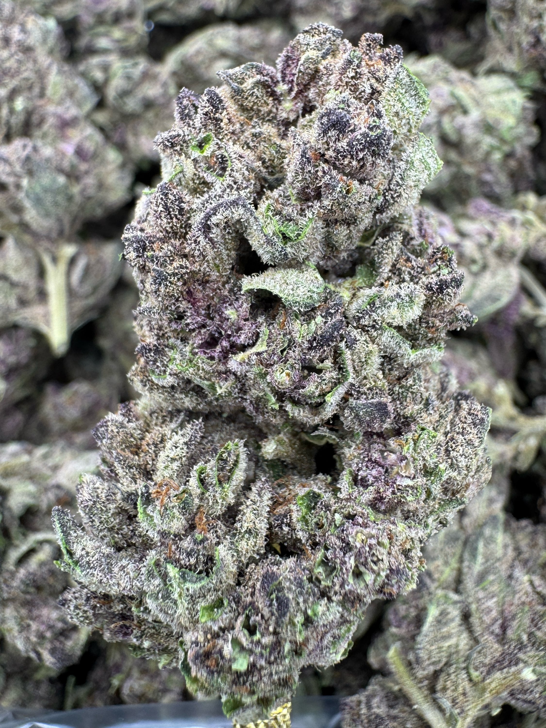 Tropicana Cookies - THCA BULK Flower - Greenhouse